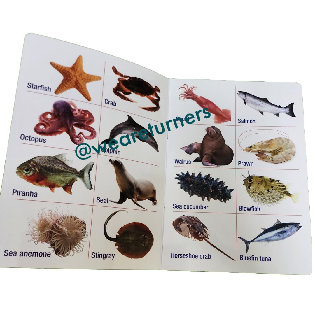 Insects - Sea Creatures - Reptiles - We Are Turners