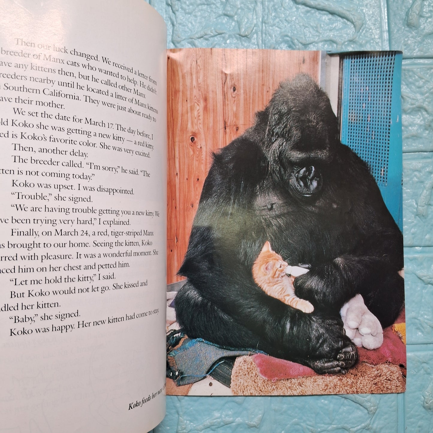 Koko's Kitten - Good Condition Paperback