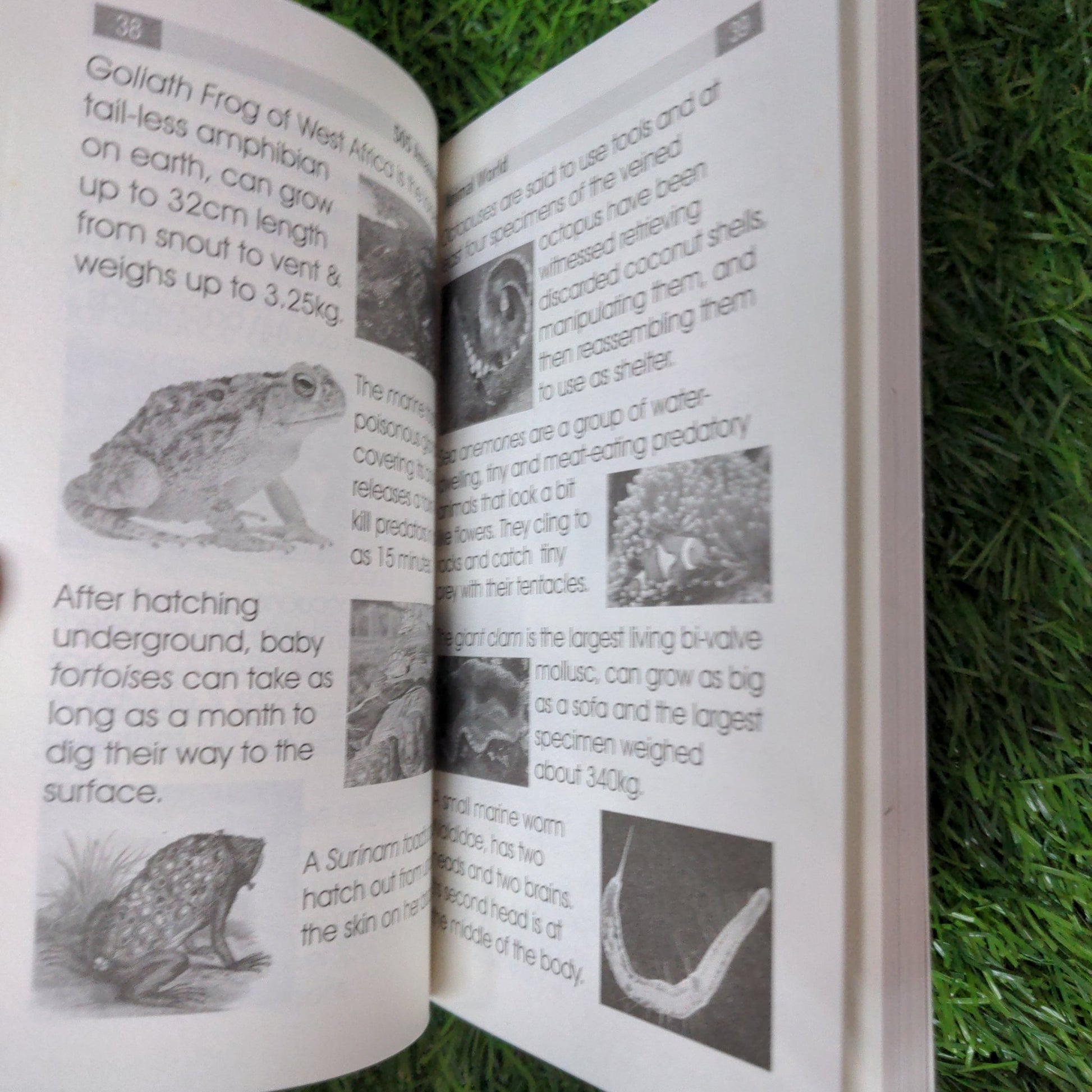 Animal World - 505 Amazing Facts - We Are Turners