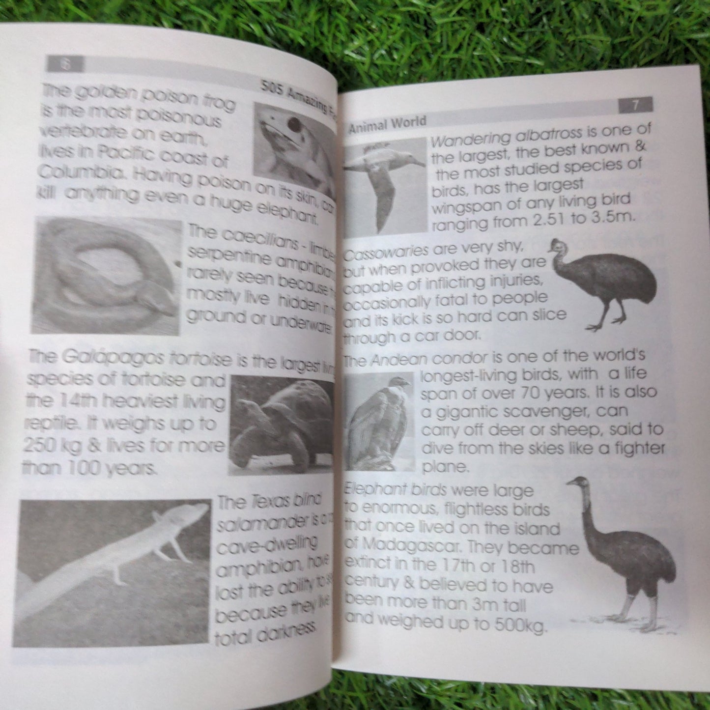 Animal World - 505 Amazing Facts - We Are Turners