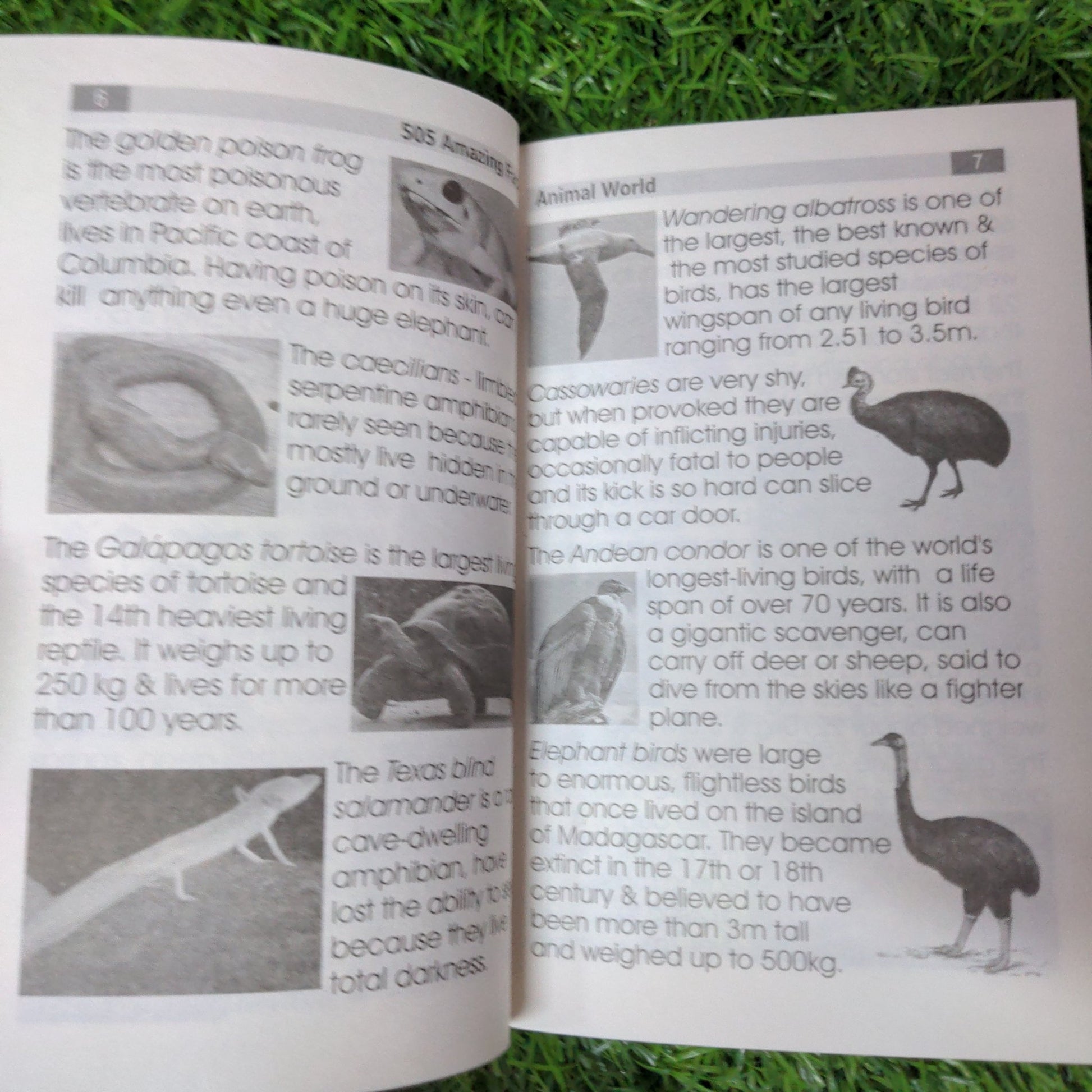 Animal World - 505 Amazing Facts - We Are Turners