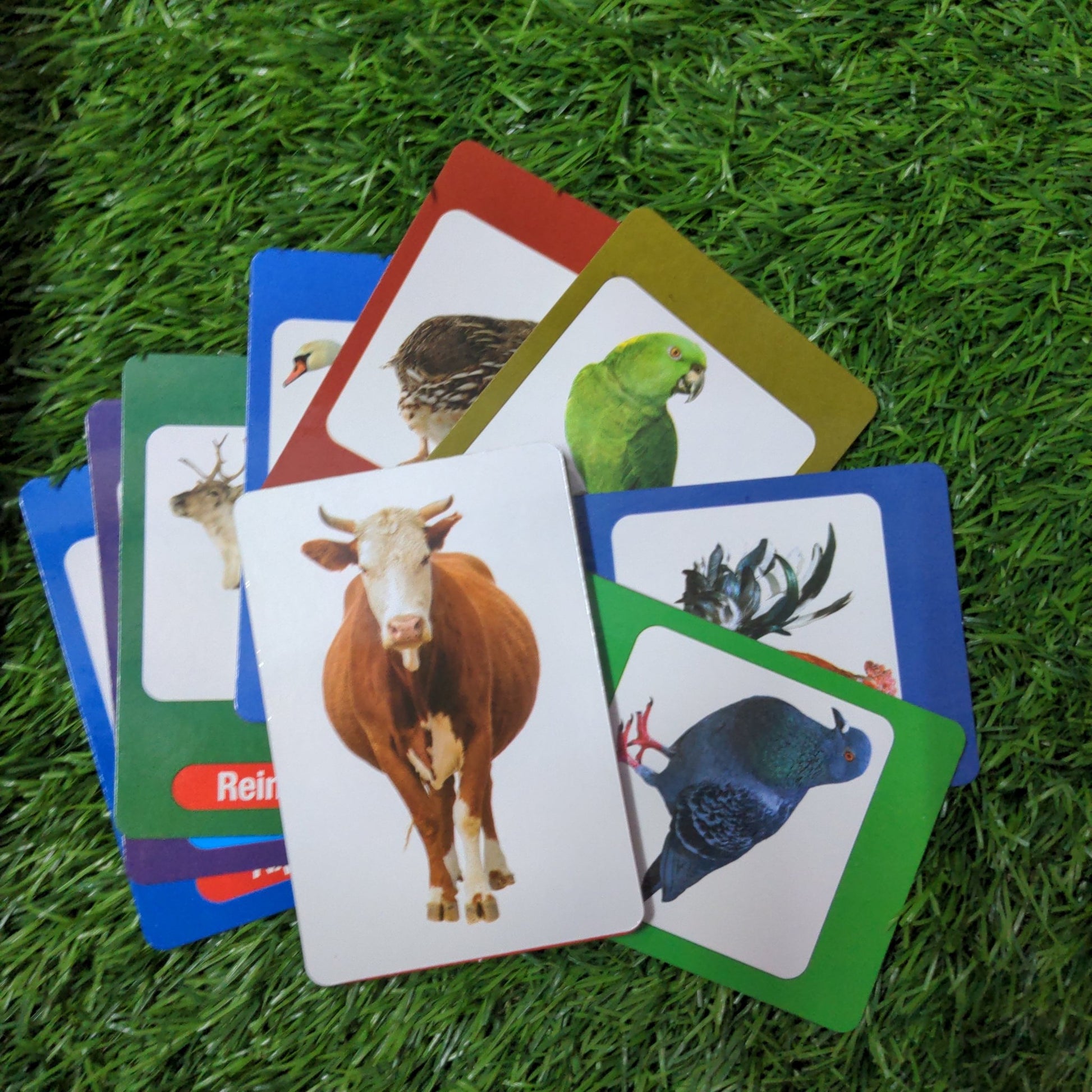 Domestic Animals - We Are Turners