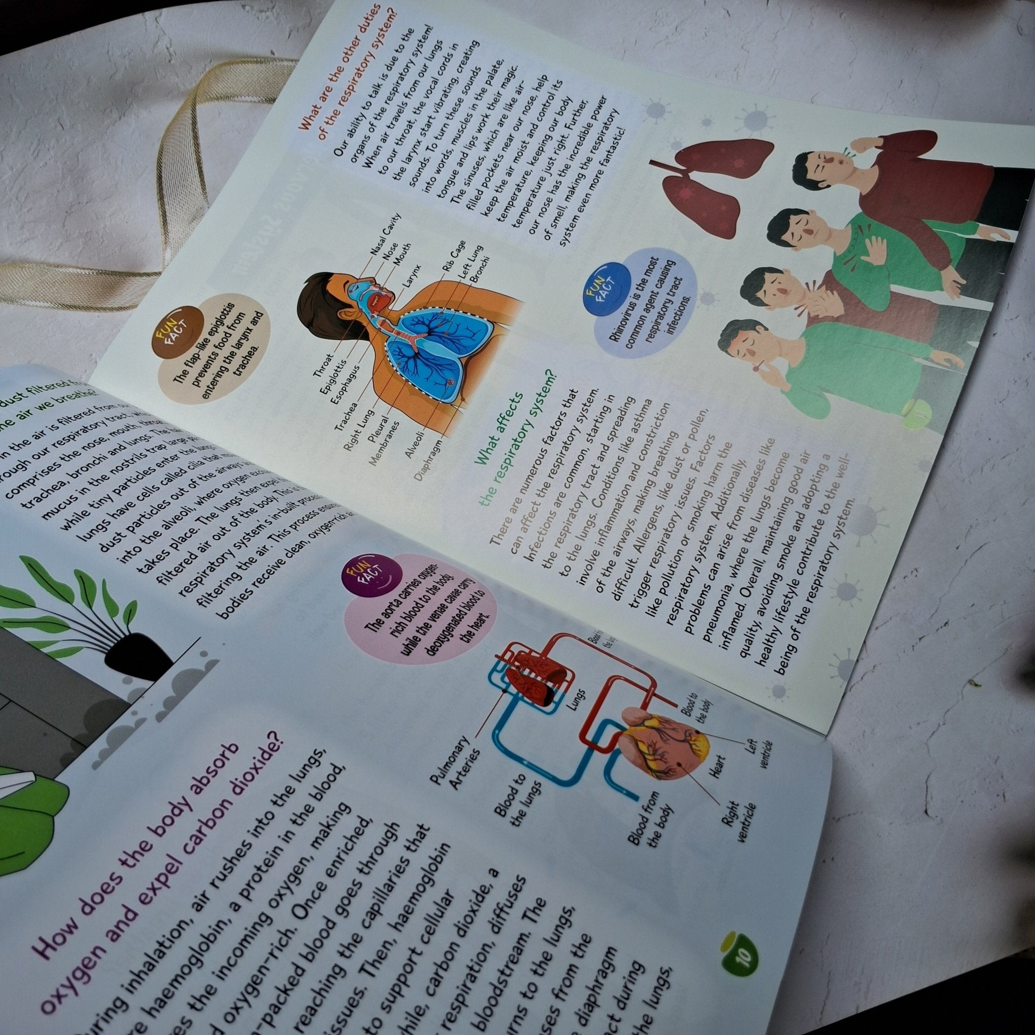 Kids Encyclopedia - Human Body - We Are Turners