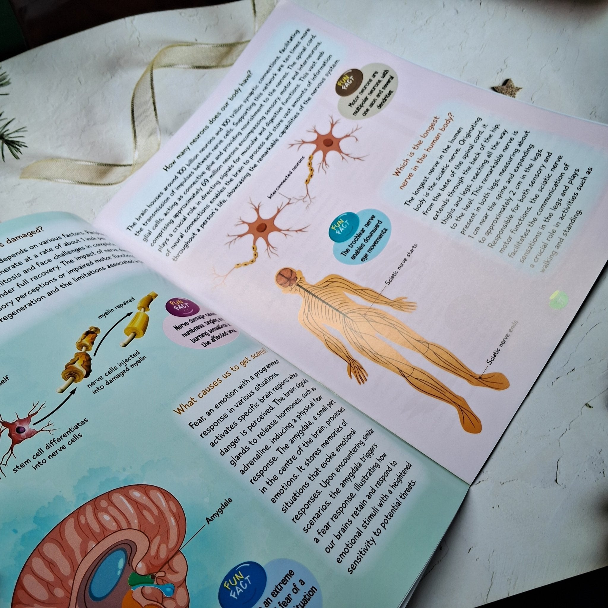 Kids Encyclopedia - Human Body - We Are Turners