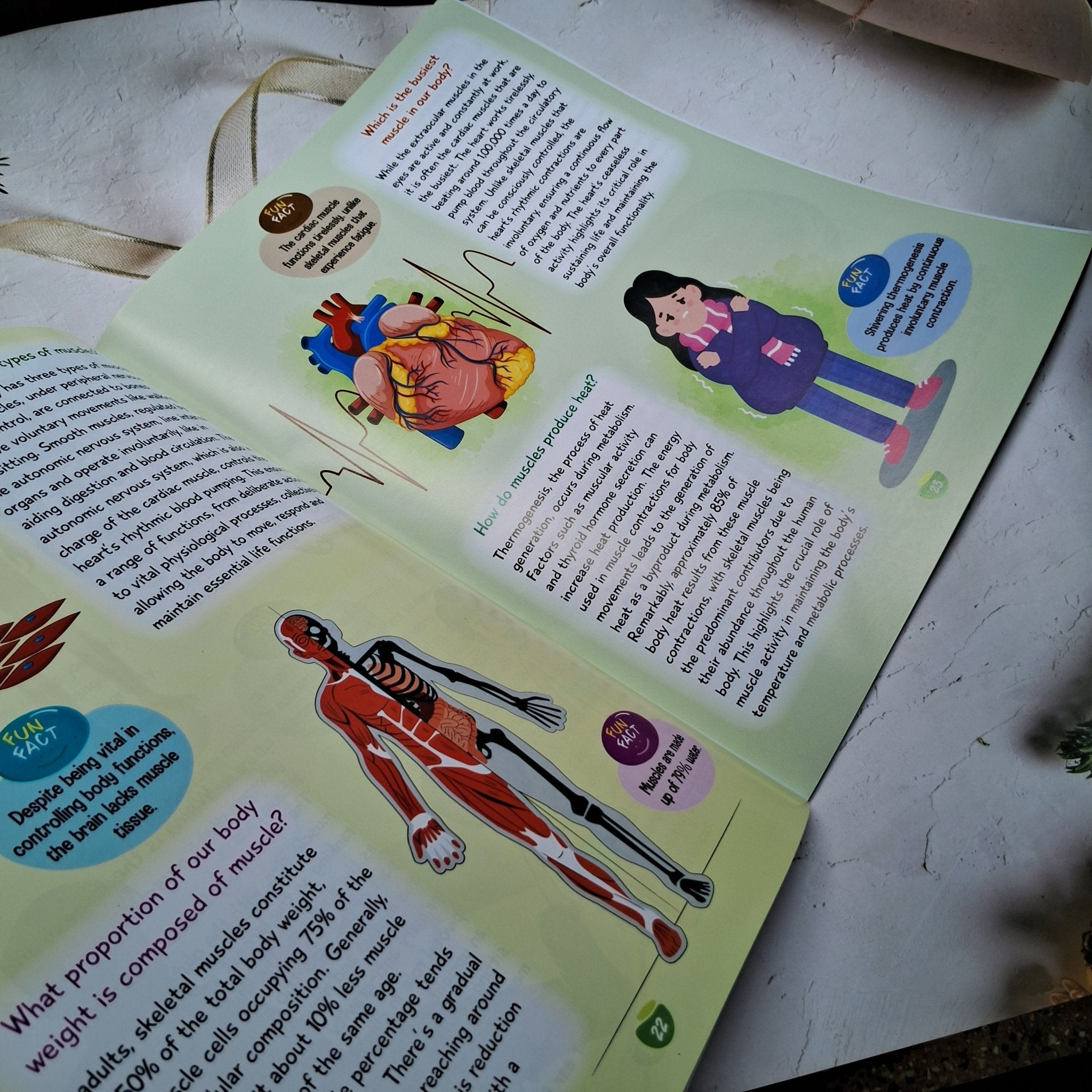 Kids Encyclopedia - Human Body - We Are Turners