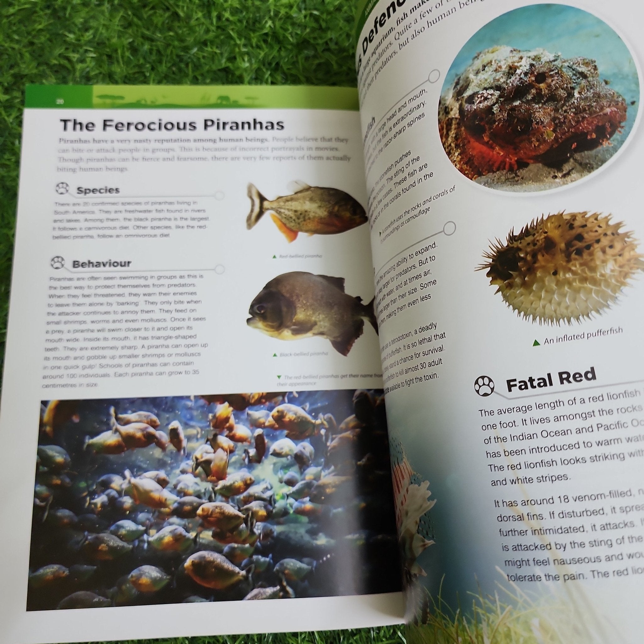 Marine Animals - Preloved - We Are Turners