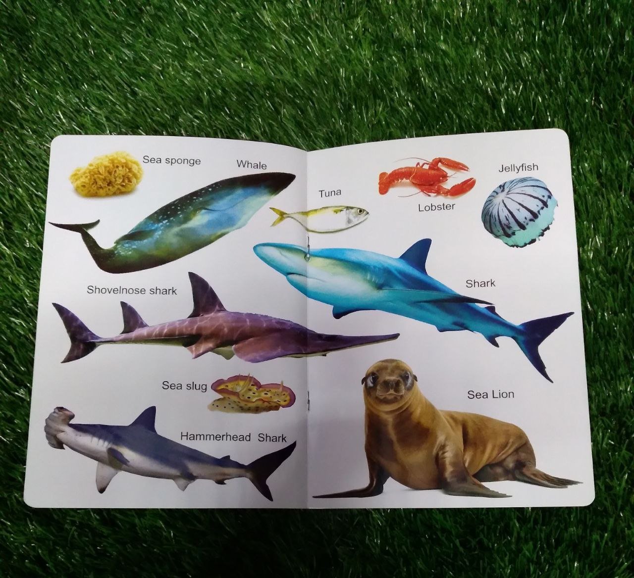 My First Book of Sea Creatures - We Are Turners