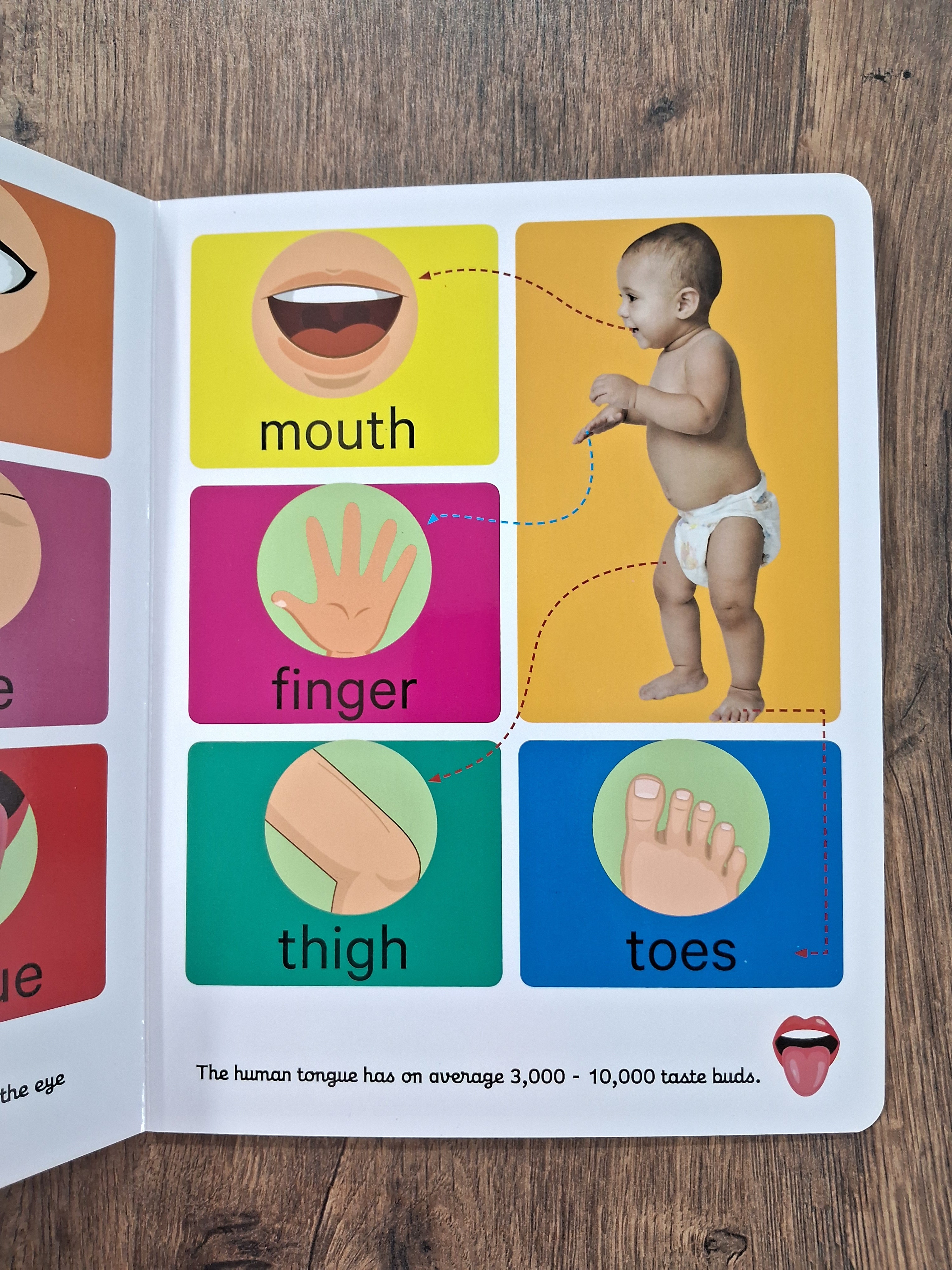 Human Body - Big Board Book