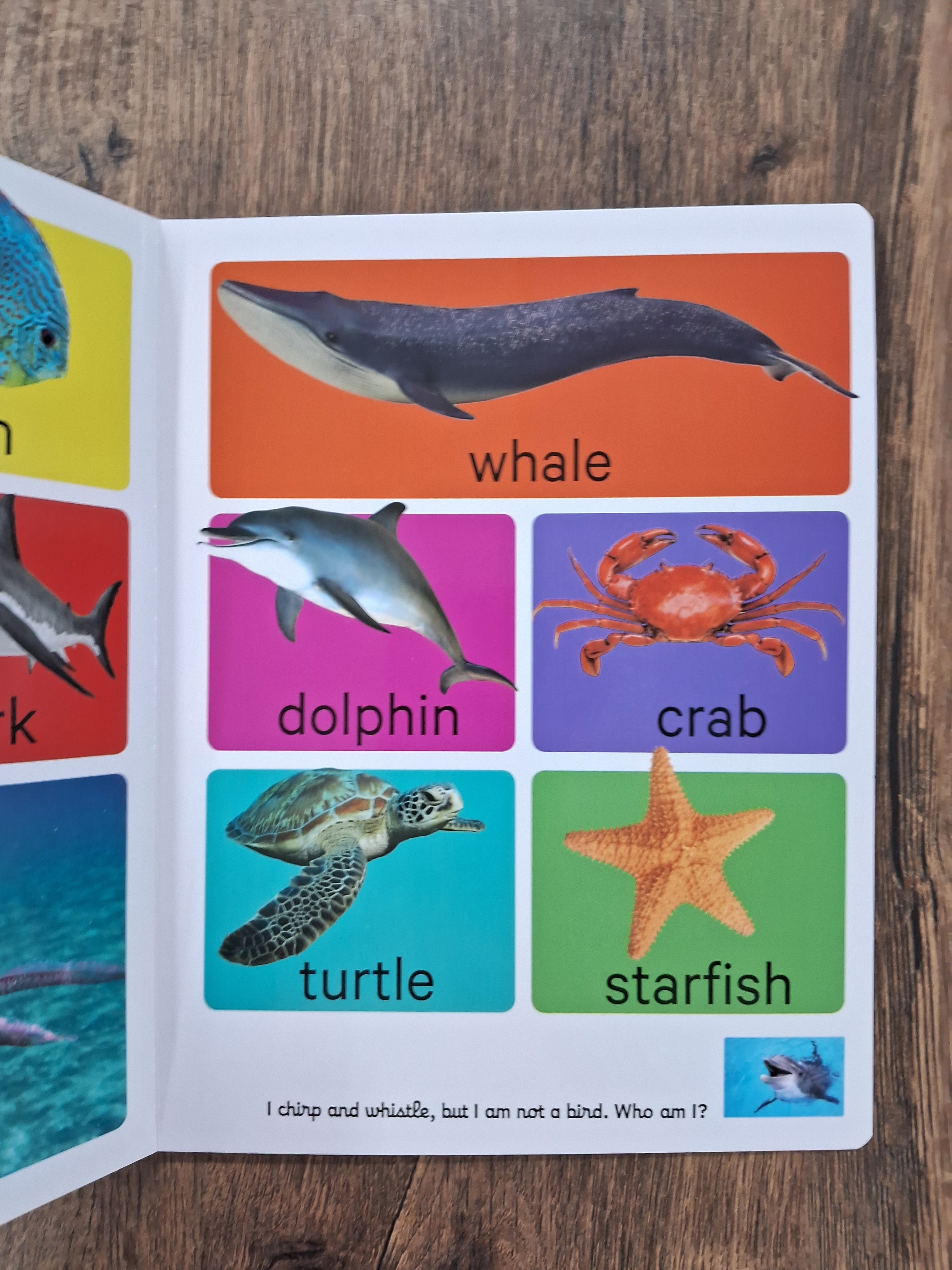 Animals - Big Board Book