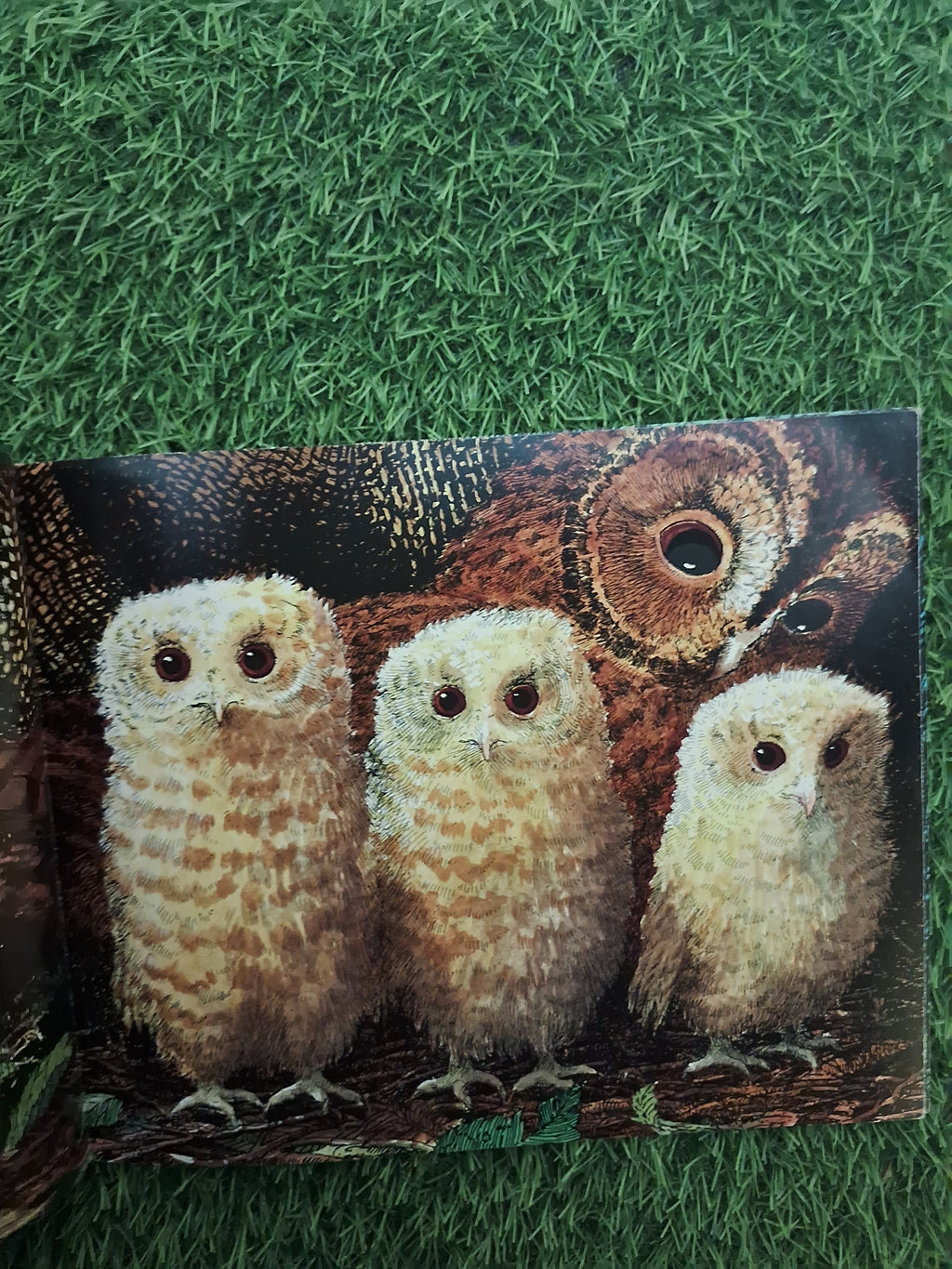 WALKER BOOKS - OWL BABIES - Good Condition Paperback