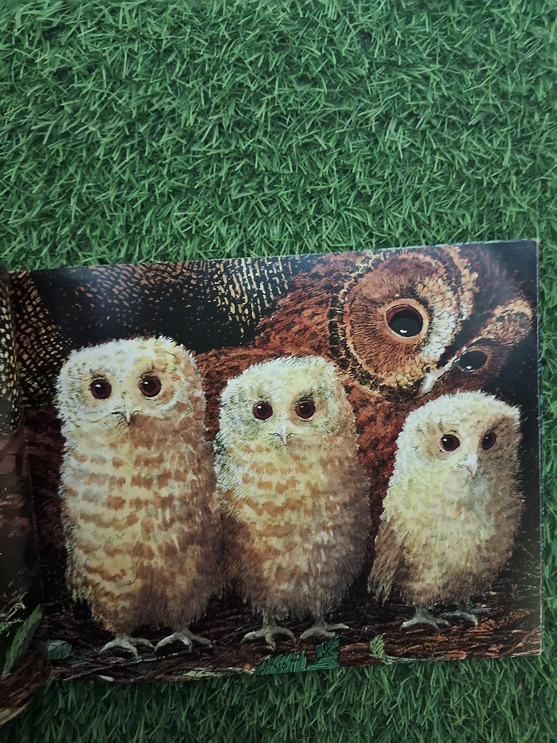 WALKER BOOKS - OWL BABIES - Good Condition Paperback