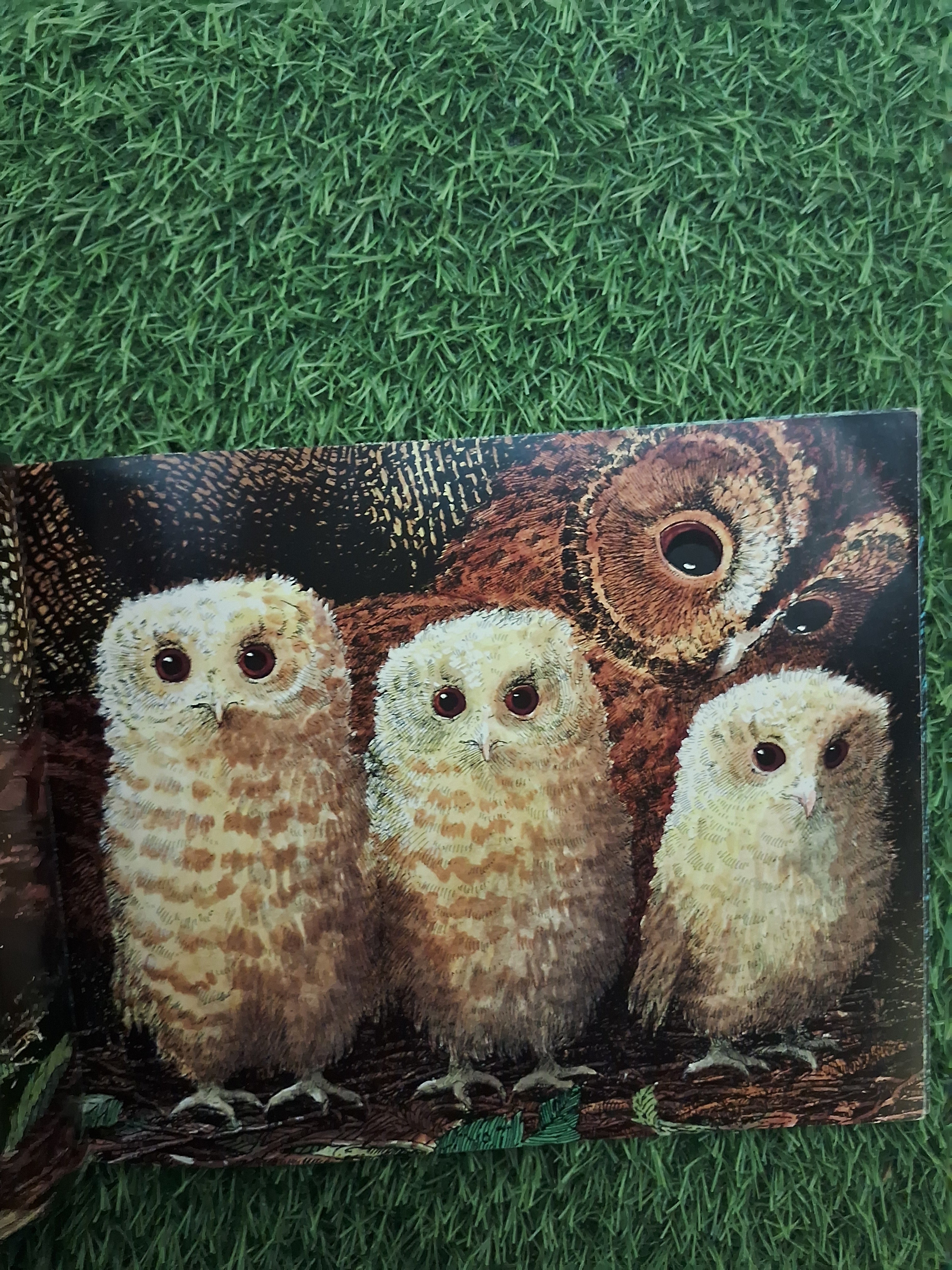 WALKER BOOKS - OWL BABIES - Good Condition Paperback