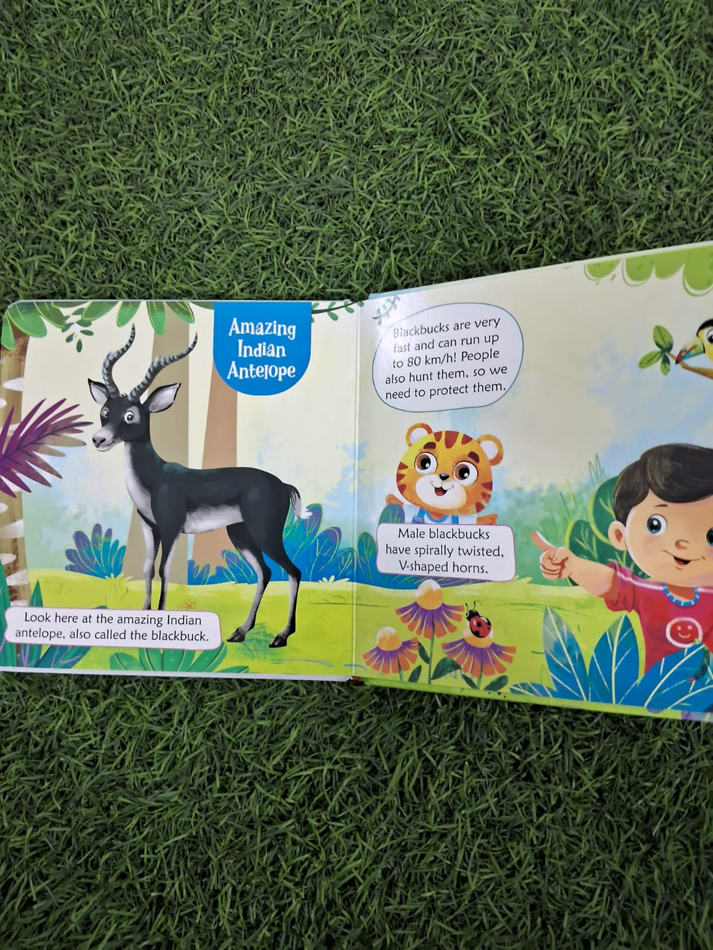 Wildlife of India - Padded Board Book