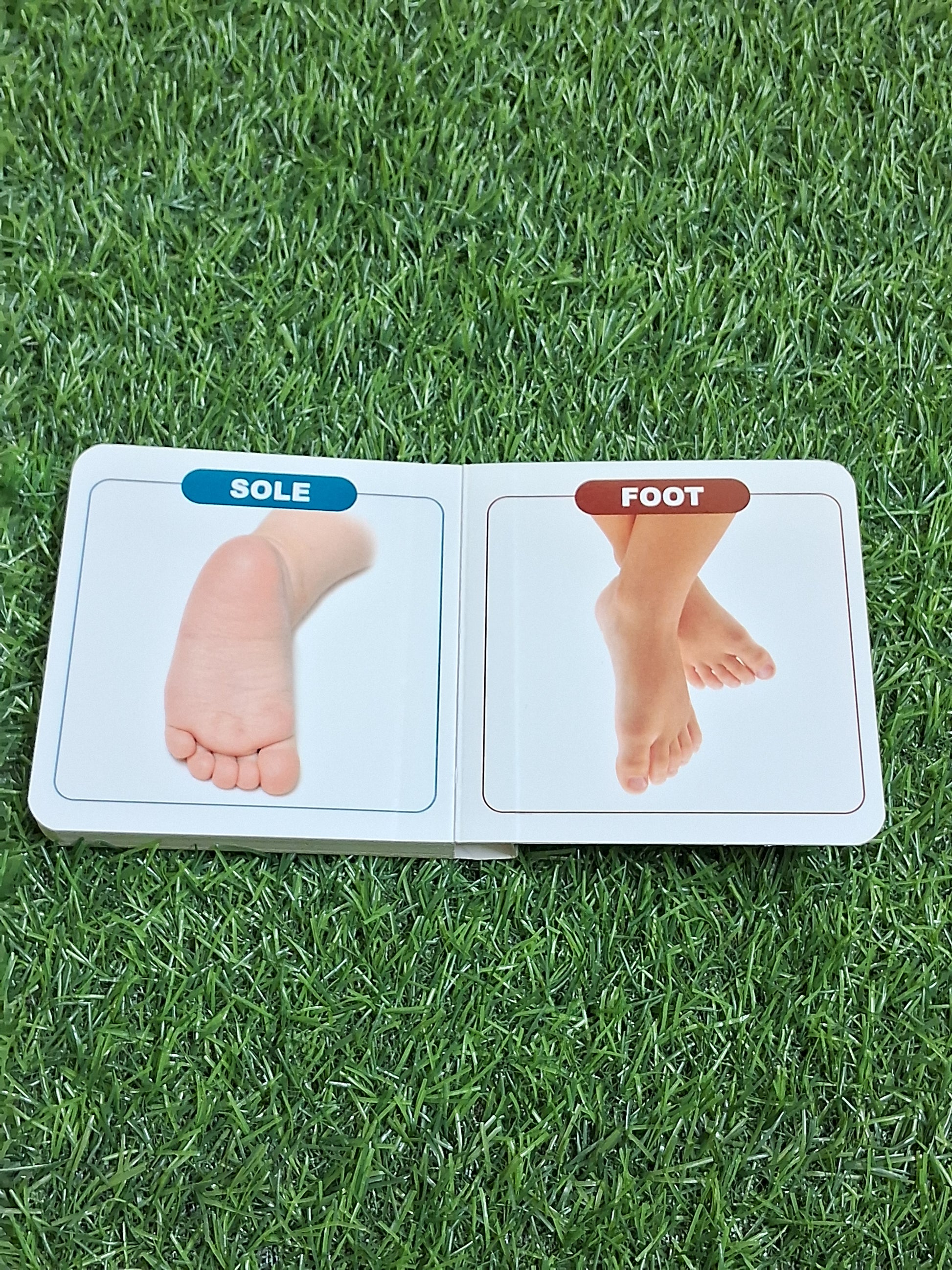 Parts of the Body - Little Board Book