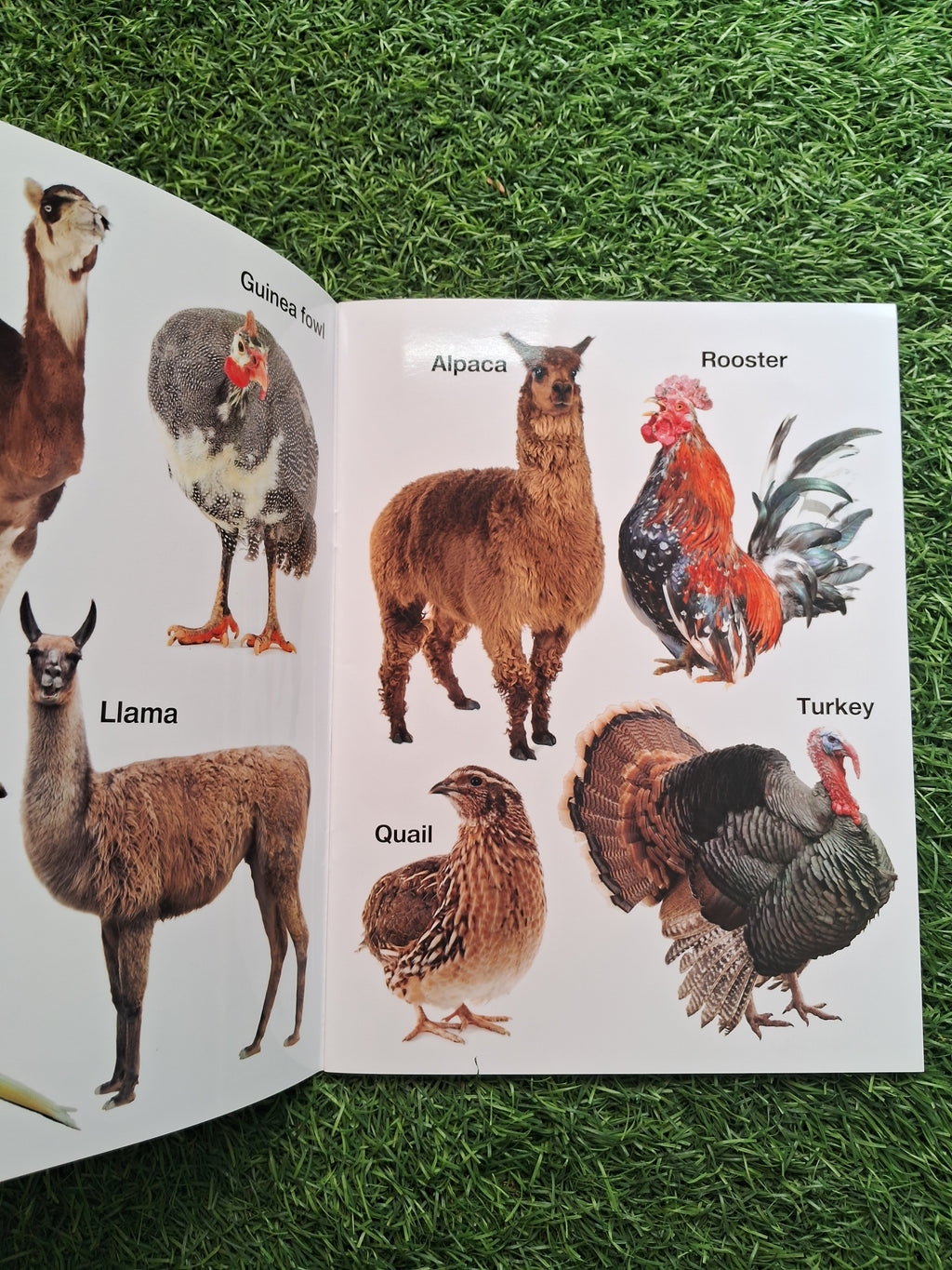 My First Book of Animals and Birds - Large Paperback- Laminated