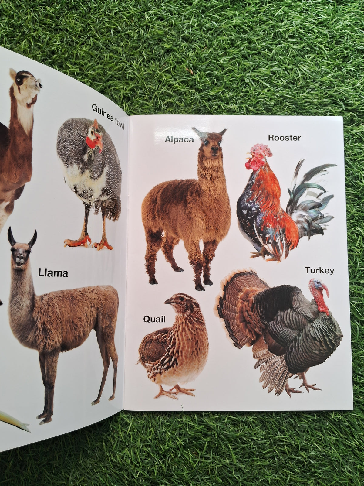 My First Book of Animals and Birds - Large Paperback- Laminated