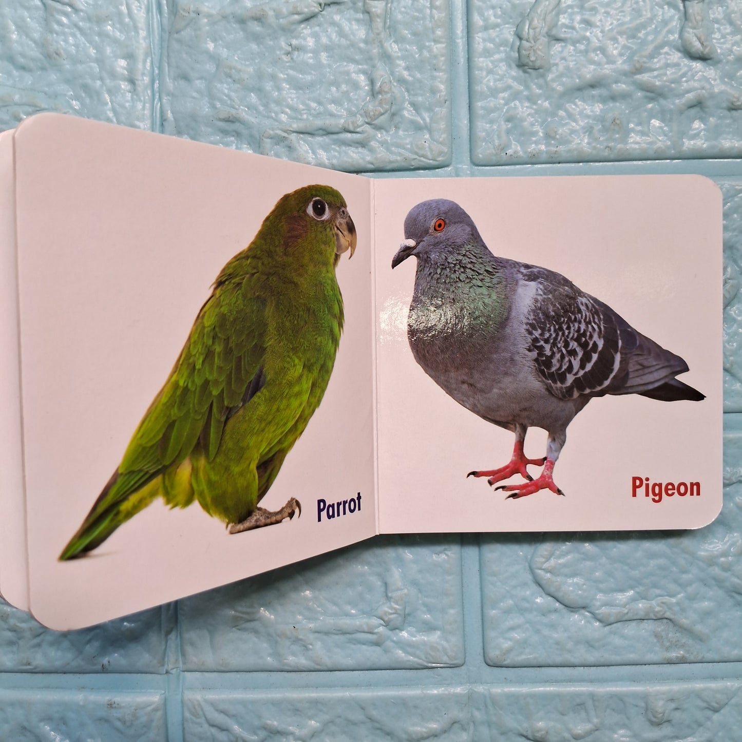 My Little Book of Domestic animals.