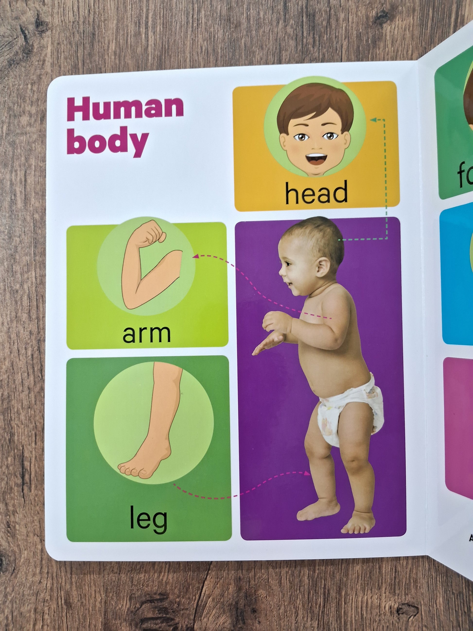 Human Body - Big Board Book