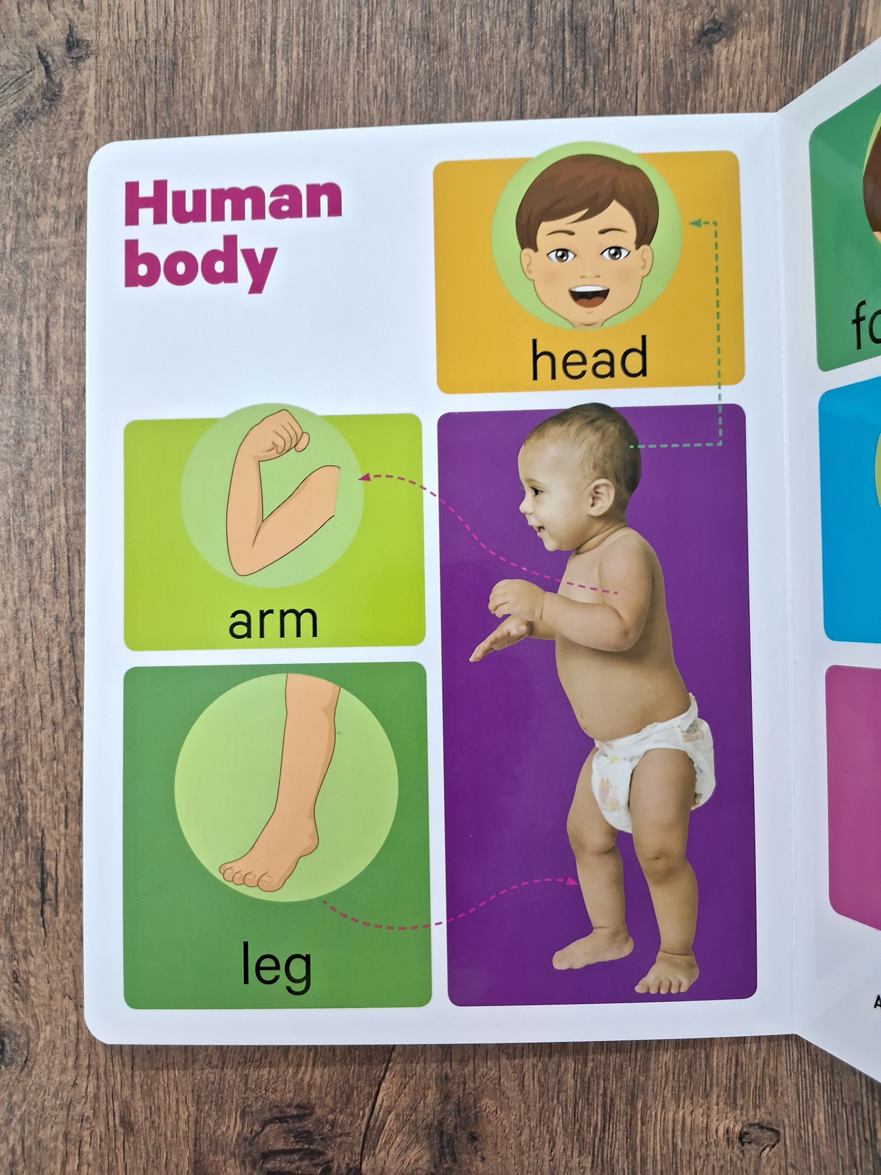 Human Body - Big Board Book
