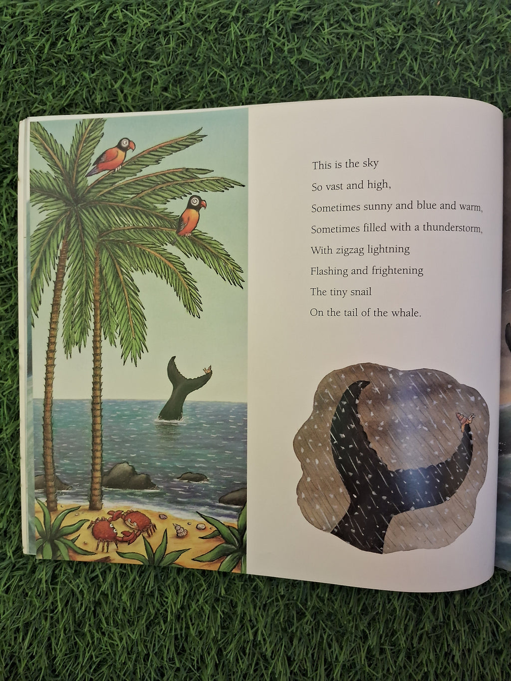 Book of THE SNAIL AND THE WHALE - Excellent Condition Paperback