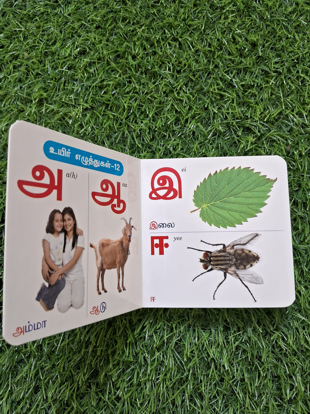 Tamil Arichuvadi - Little Board Book
