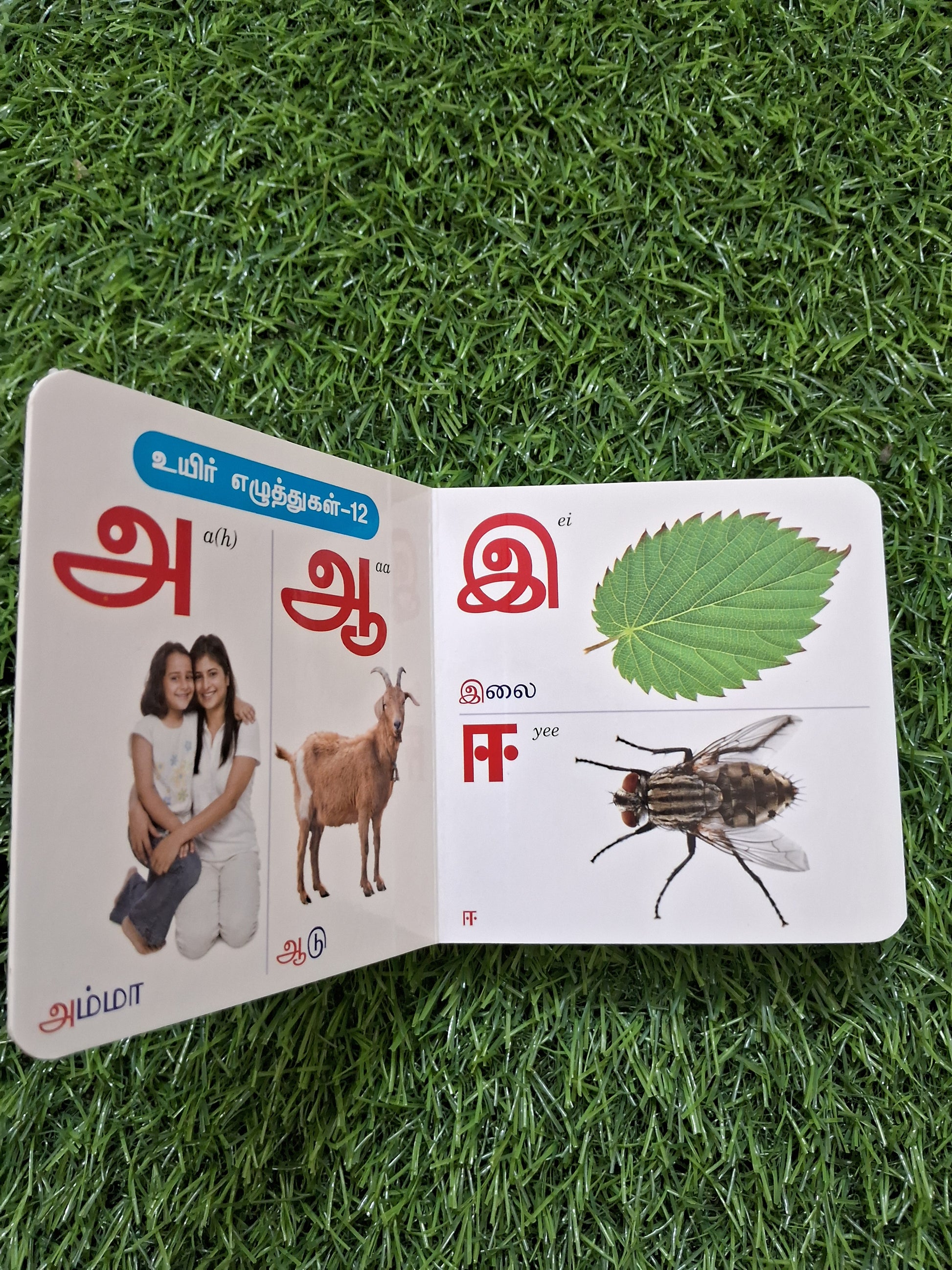 Tamil Arichuvadi - Little Board Book