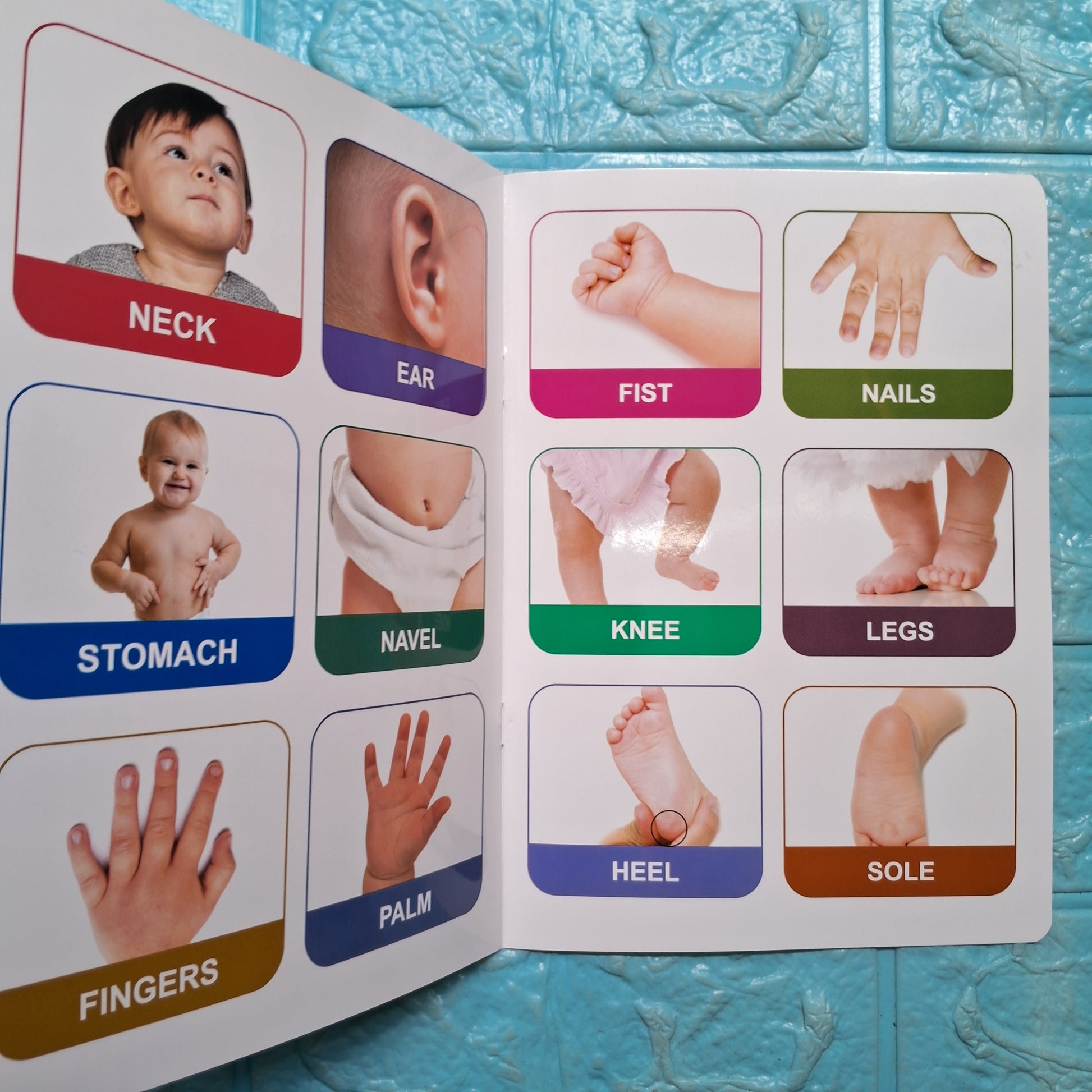 My Body - Tear Resistant Book
