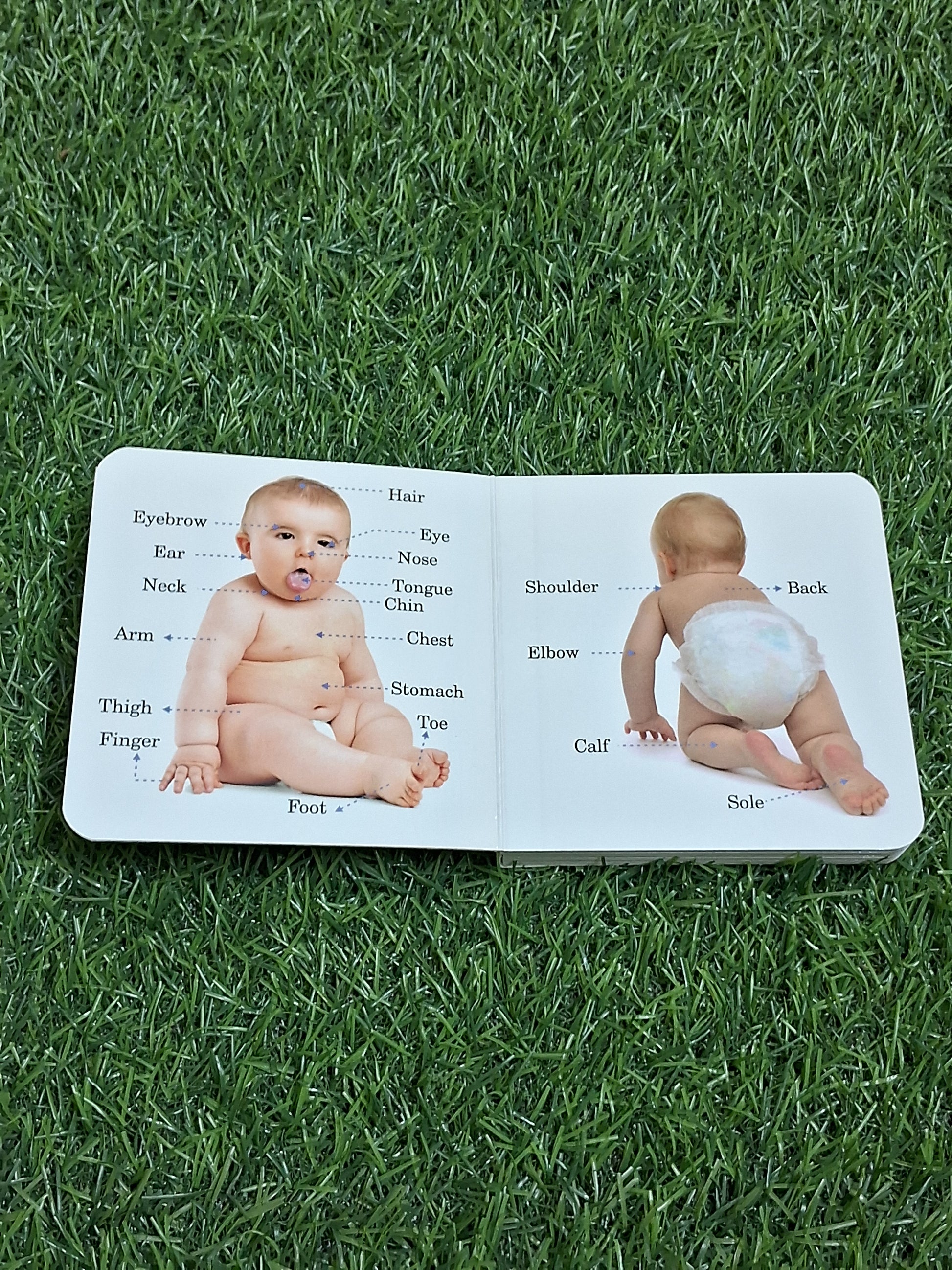 Parts of the Body - Little Board Book