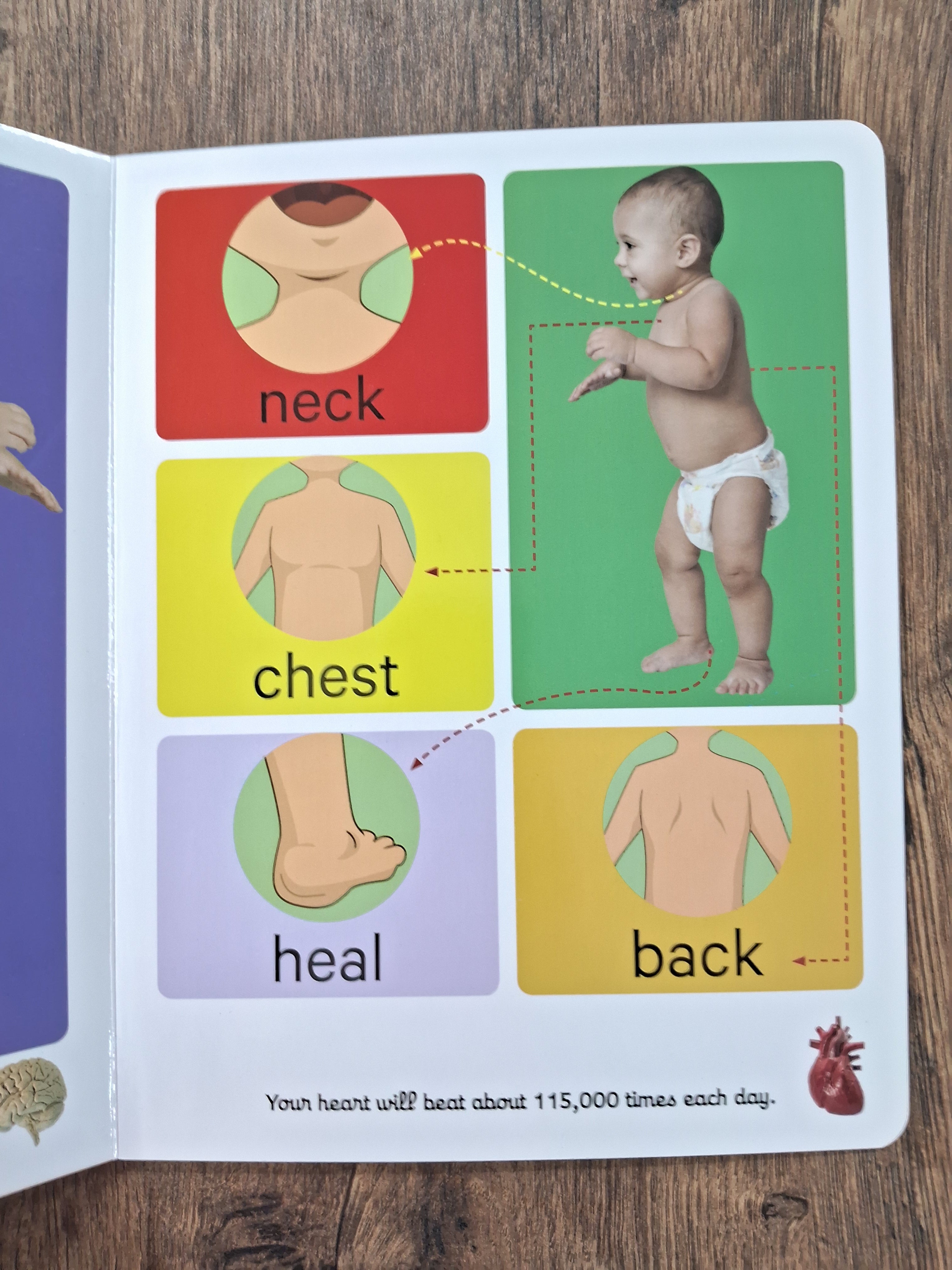 Human Body - Big Board Book