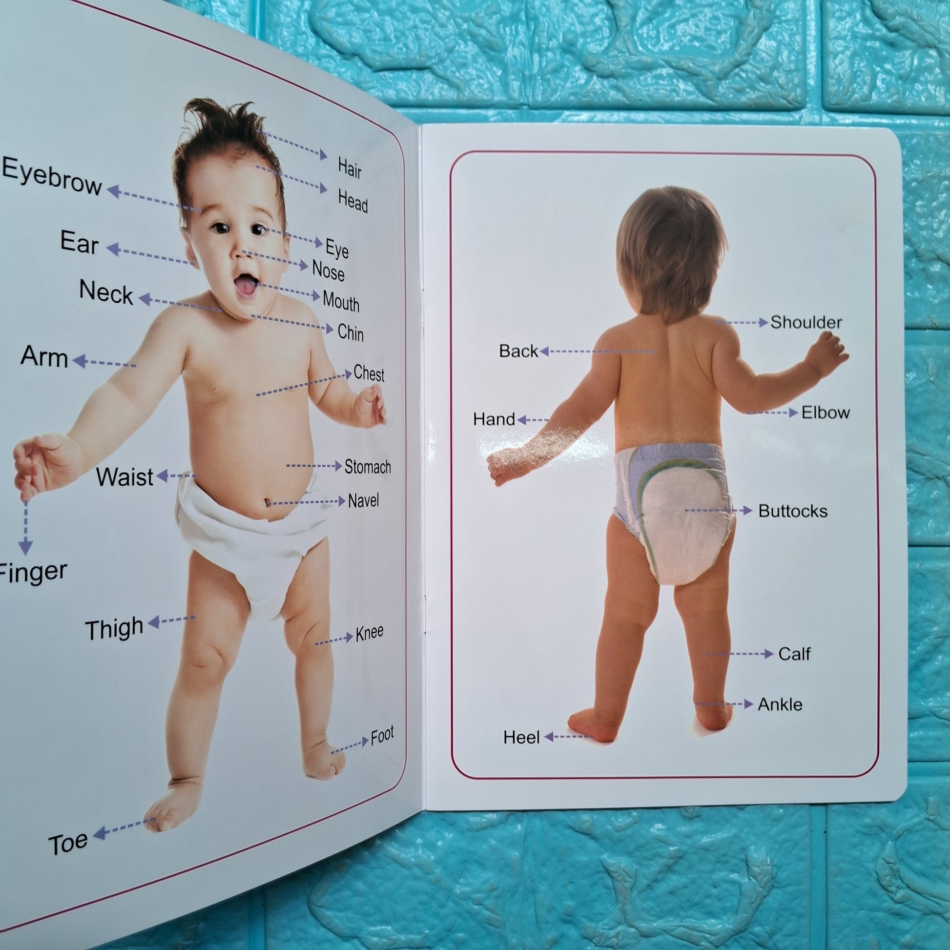 My Body - Tear Resistant Book