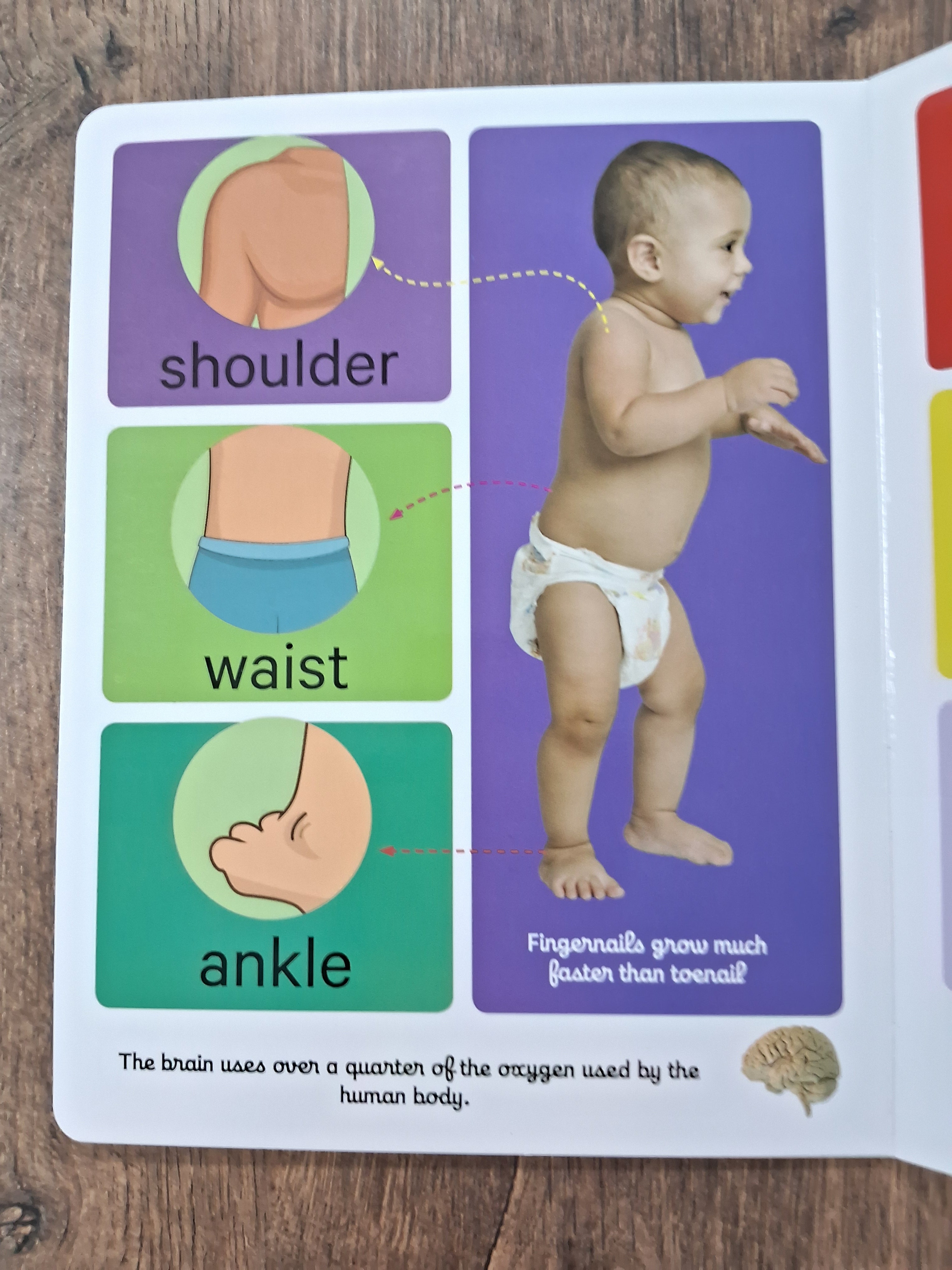 Human Body - Big Board Book