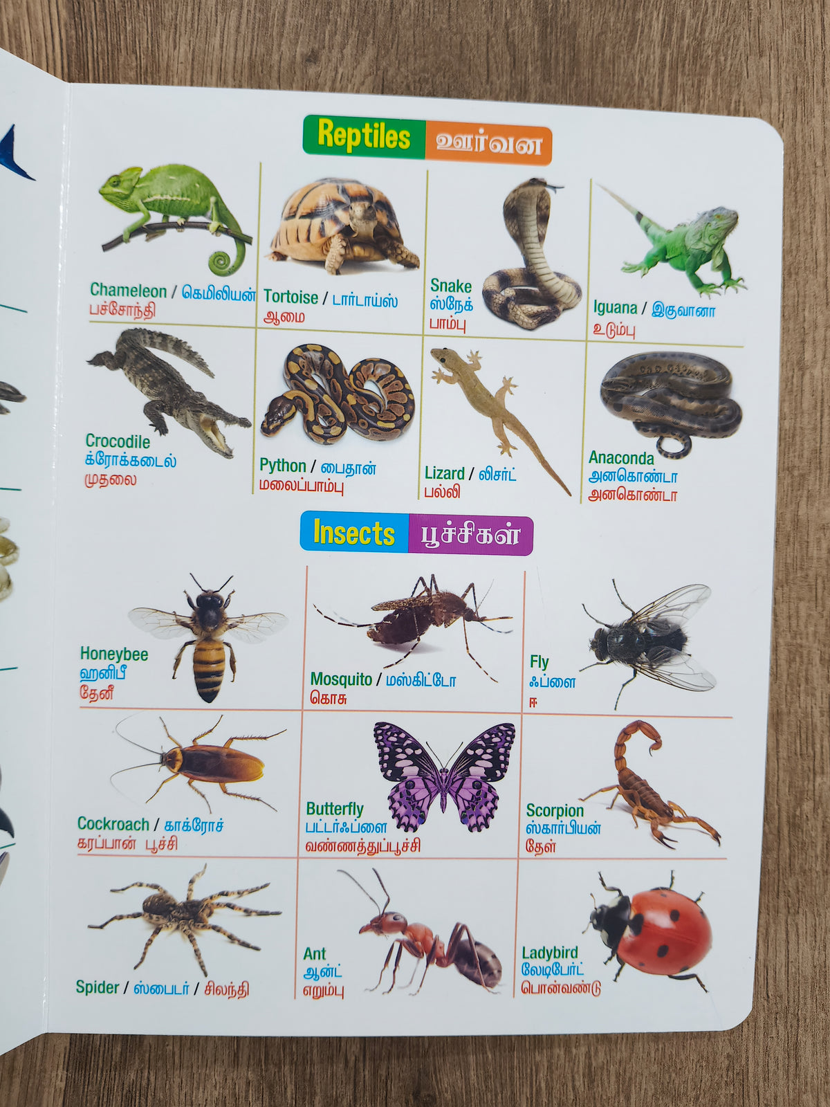 குழந்தைகளுக்கான முதல்  பாடம் - Board Book
