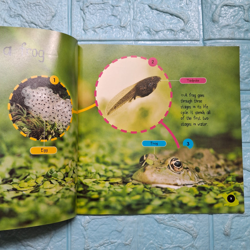 Tadpole to Frog - Very Good Condition Paperback
