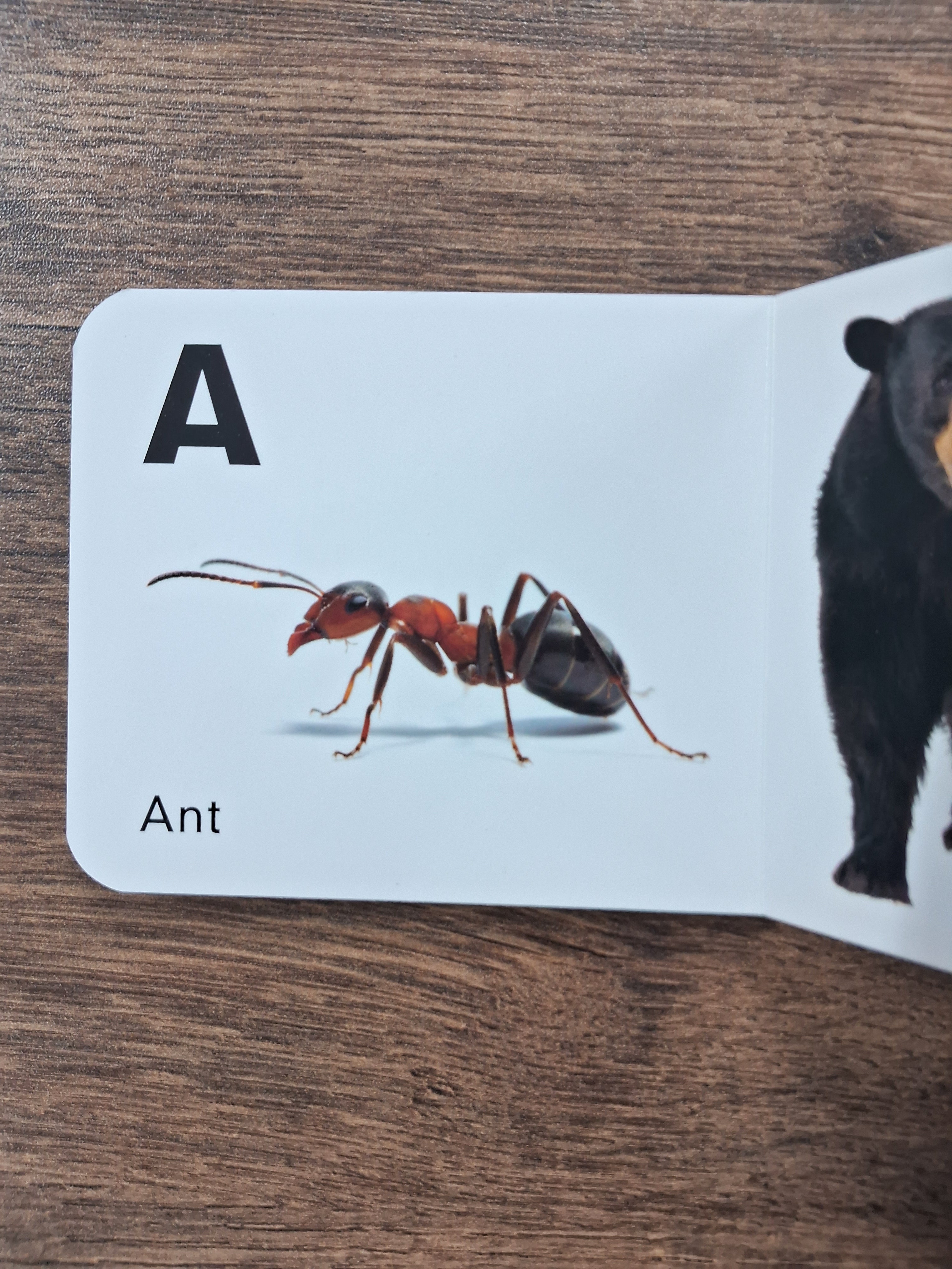 A To Z Upper Case - Board Book
