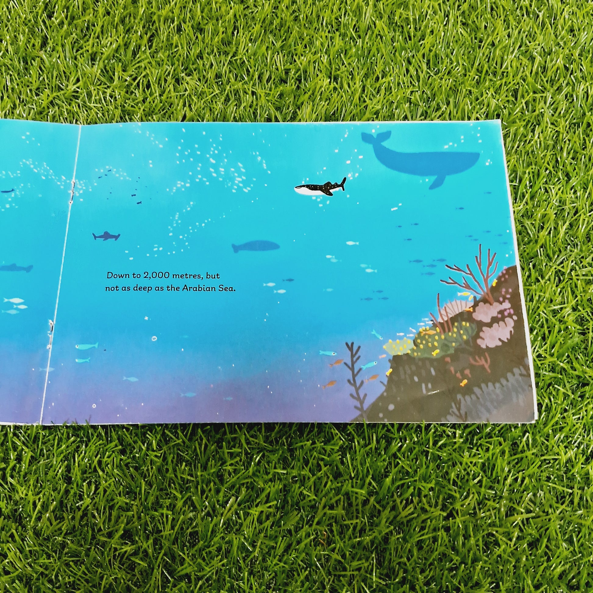 How Bigs is a whale shark - Average Condition Paperback