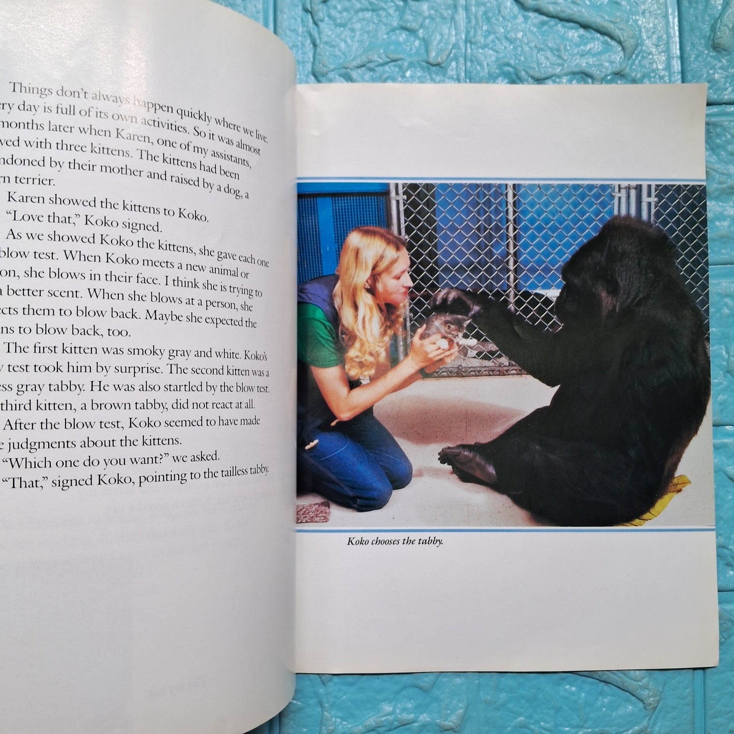 Koko's Kitten - Good Condition Paperback