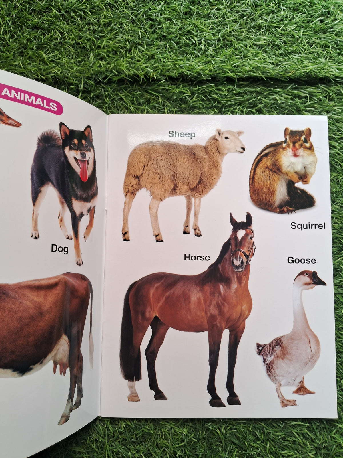 My First Book of Animals and Birds - Large Paperback- Laminated