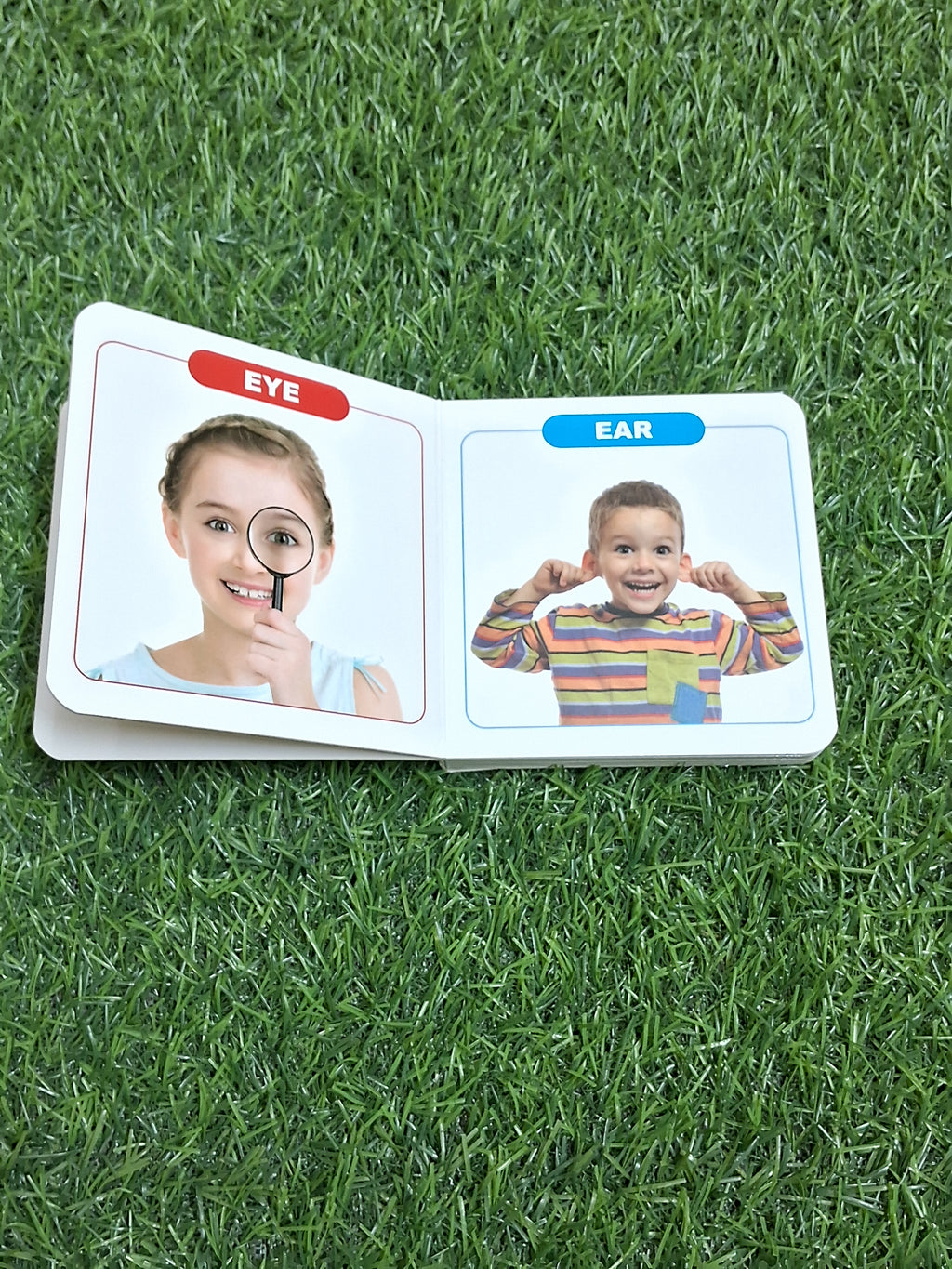 Parts of the Body - Little Board Book