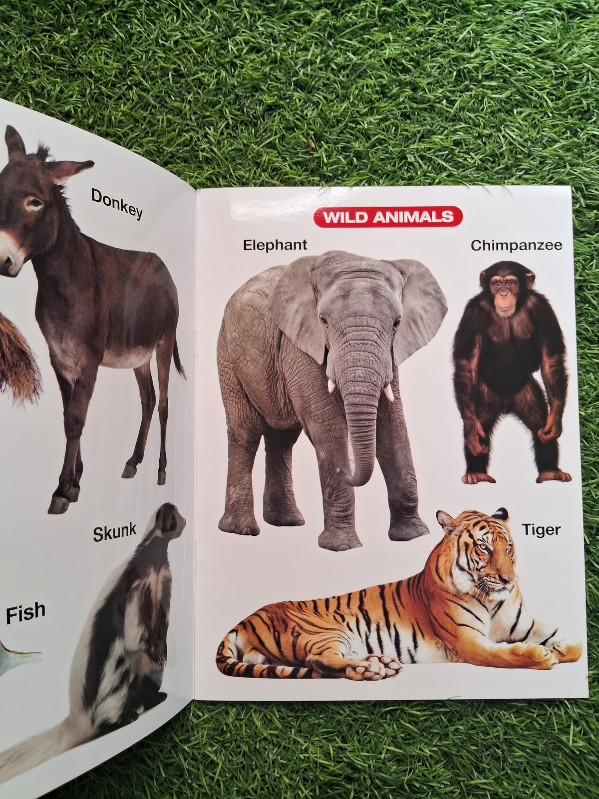 My First Book of Animals and Birds - Large Paperback- Laminated