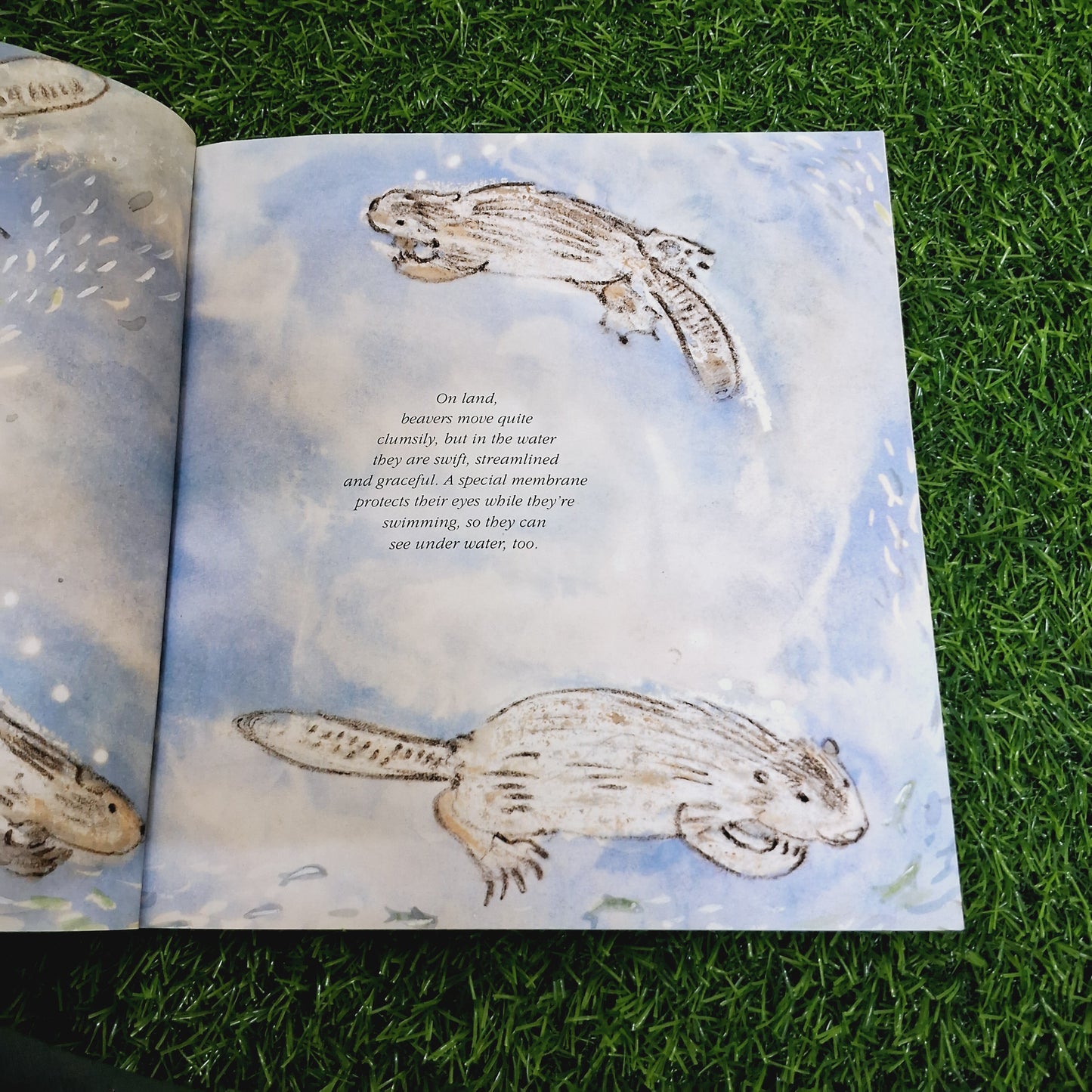 Think of a Beaver - Very Good Condition Paperback