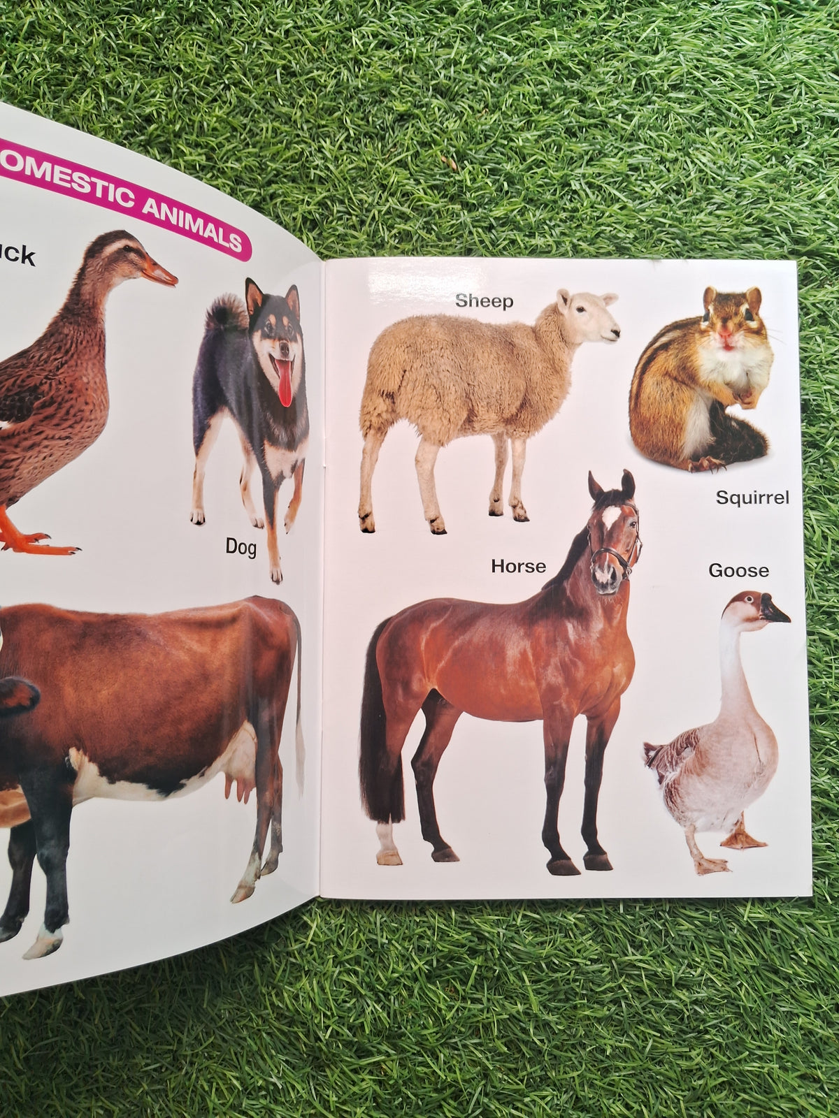 My First Book of Animals and Birds - Large Paperback- Laminated