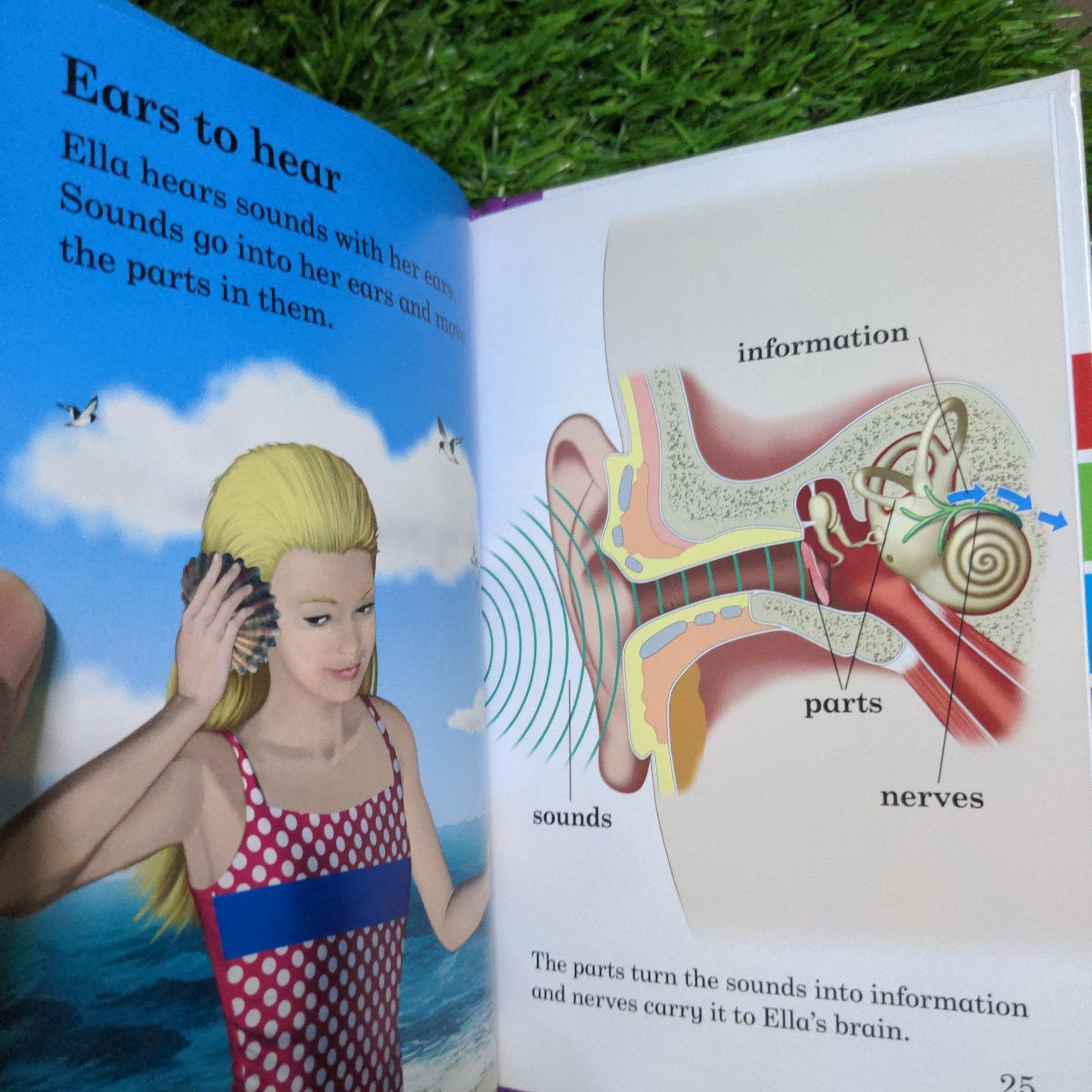 The Human Body - Read It Yourself with Ladybird Level 4 - We Are Turners