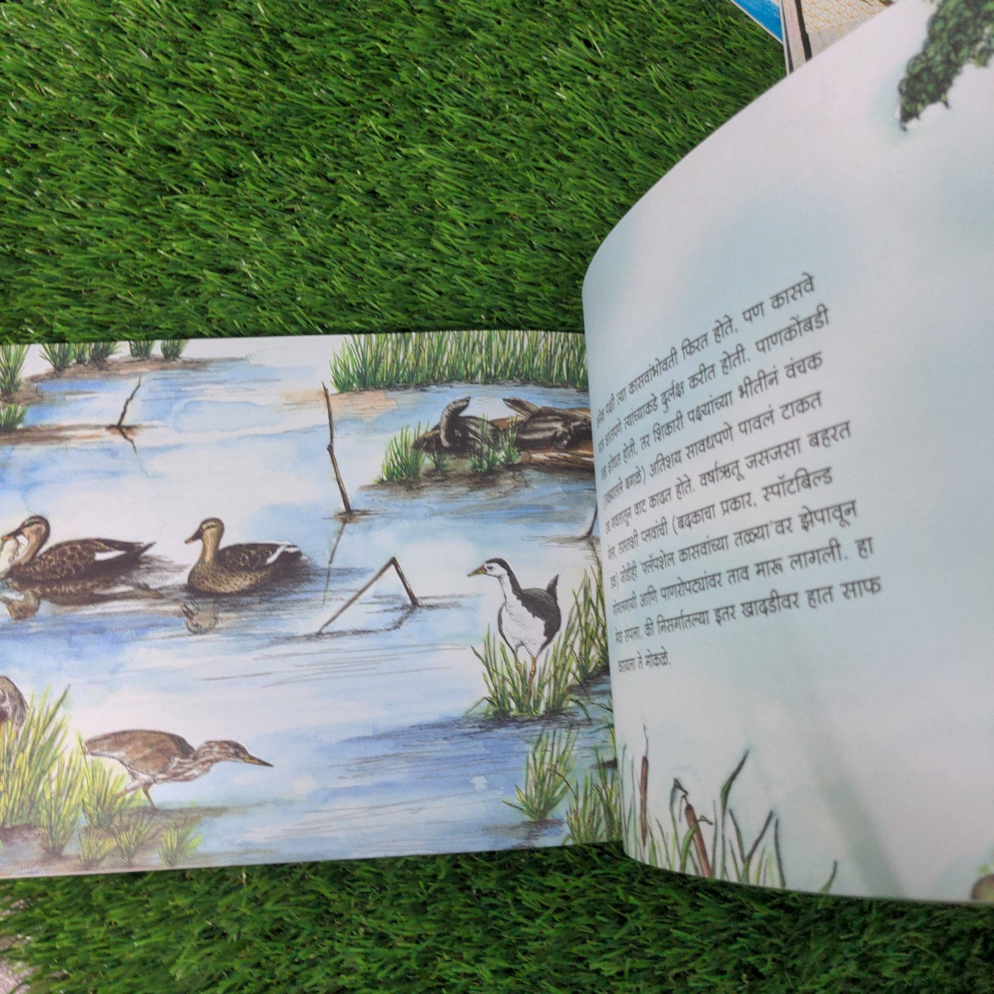 wildlife - in - a - city - pond - marathi - We Are Turners