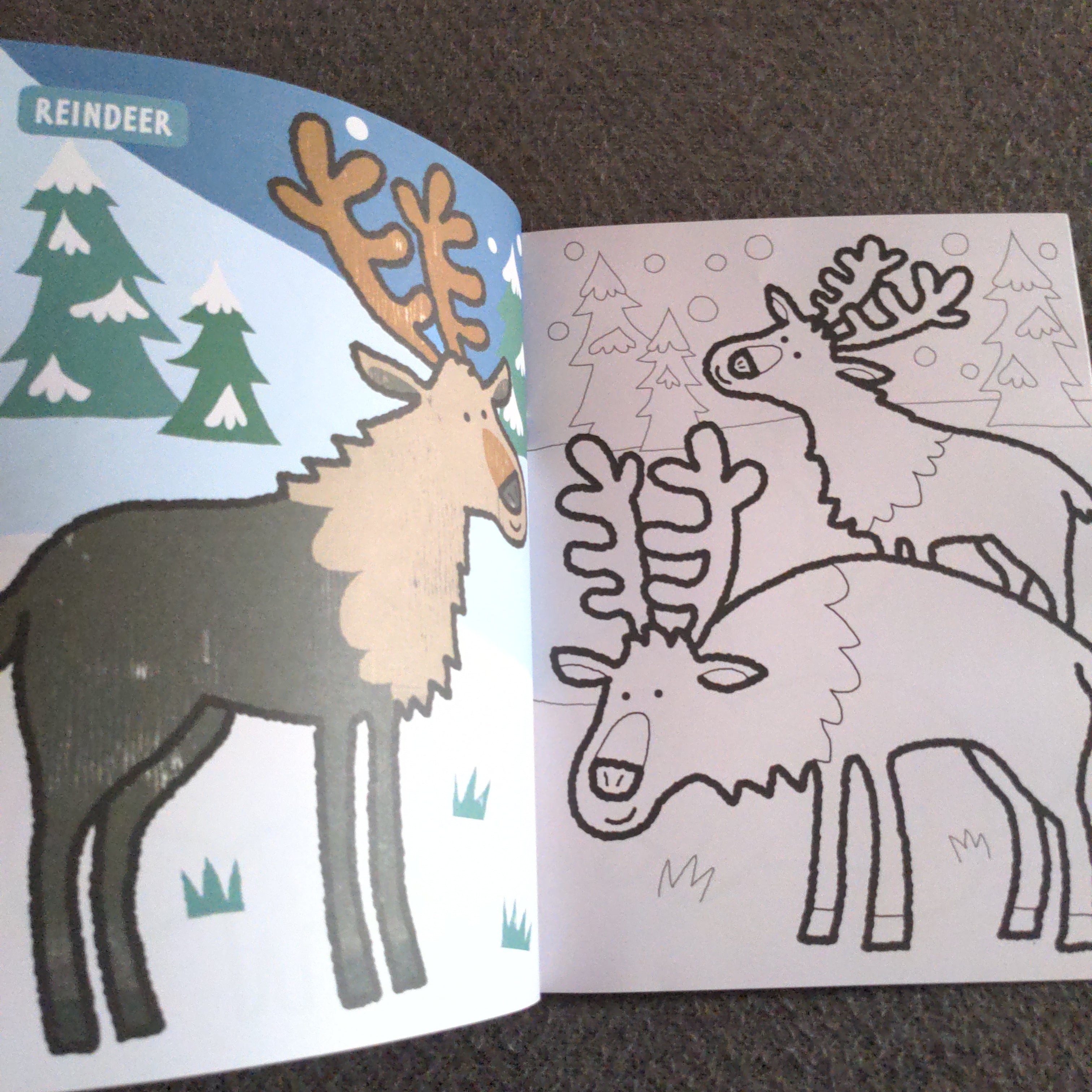 Animals from the Arctic - Colour with WWF