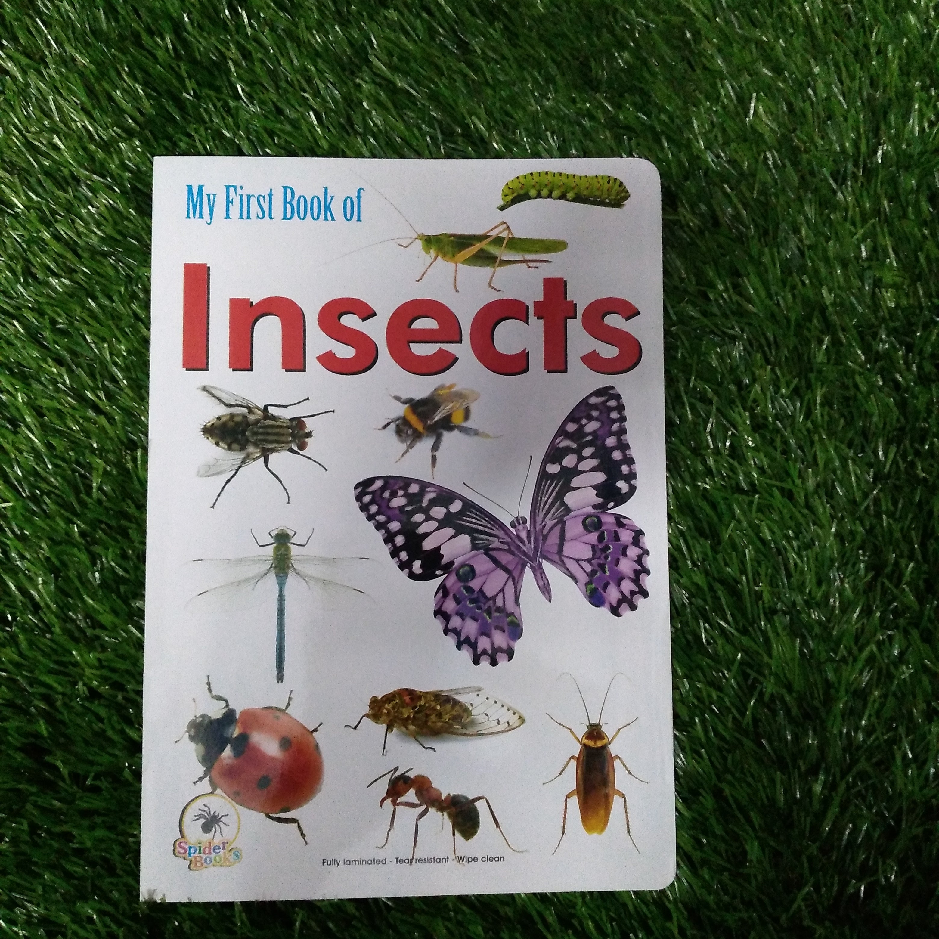 My First Book of Insects