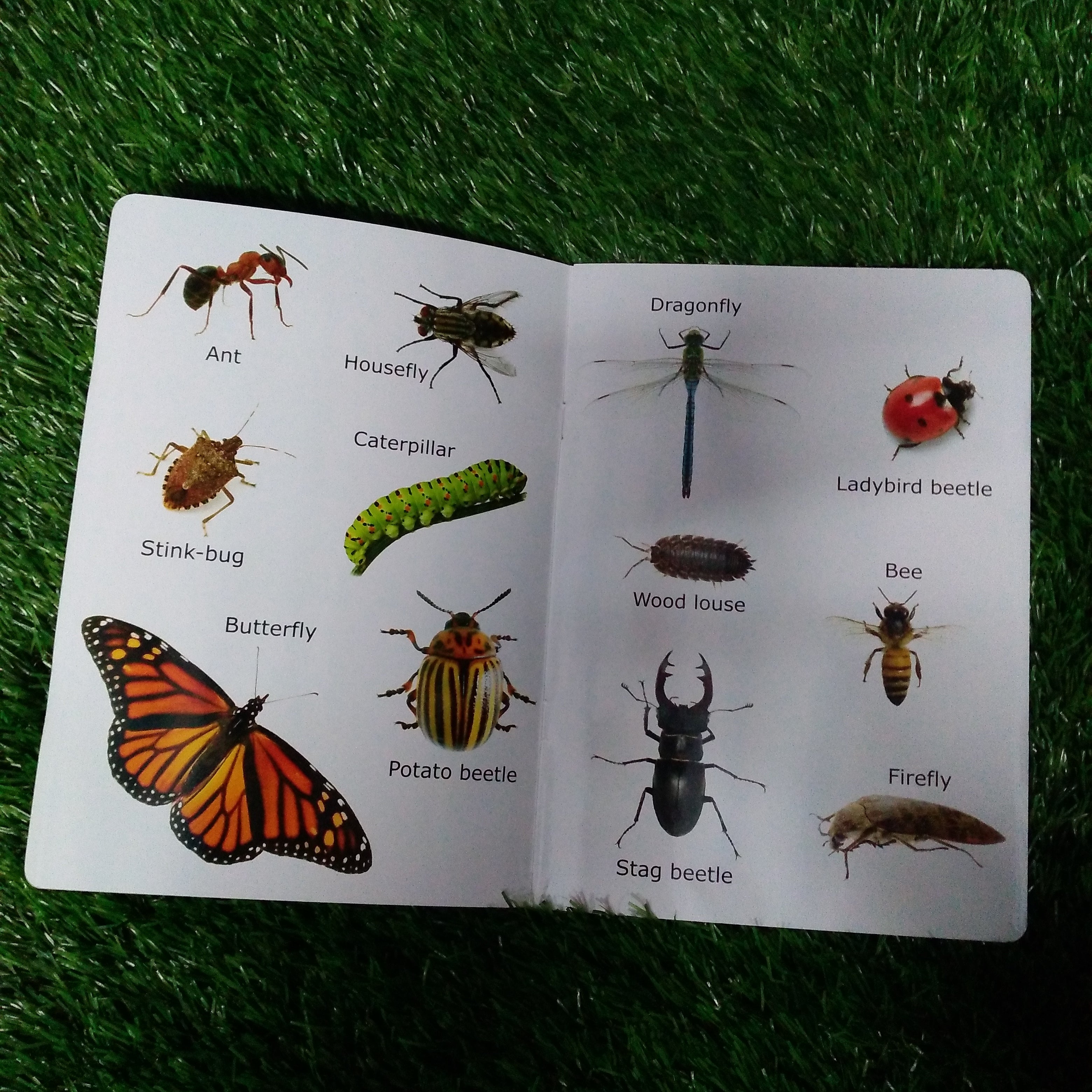 My First Book of Insects