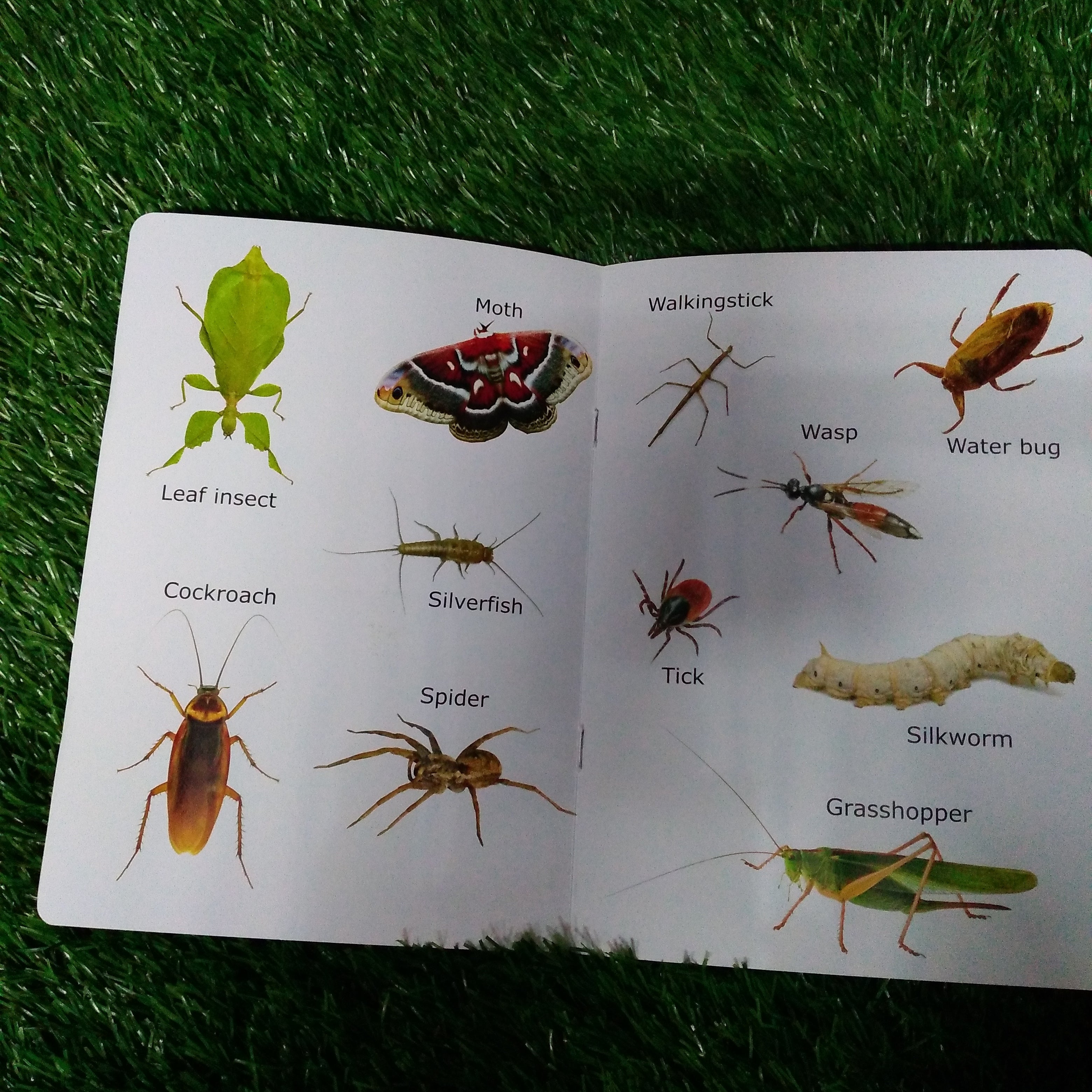 My First Book of Insects