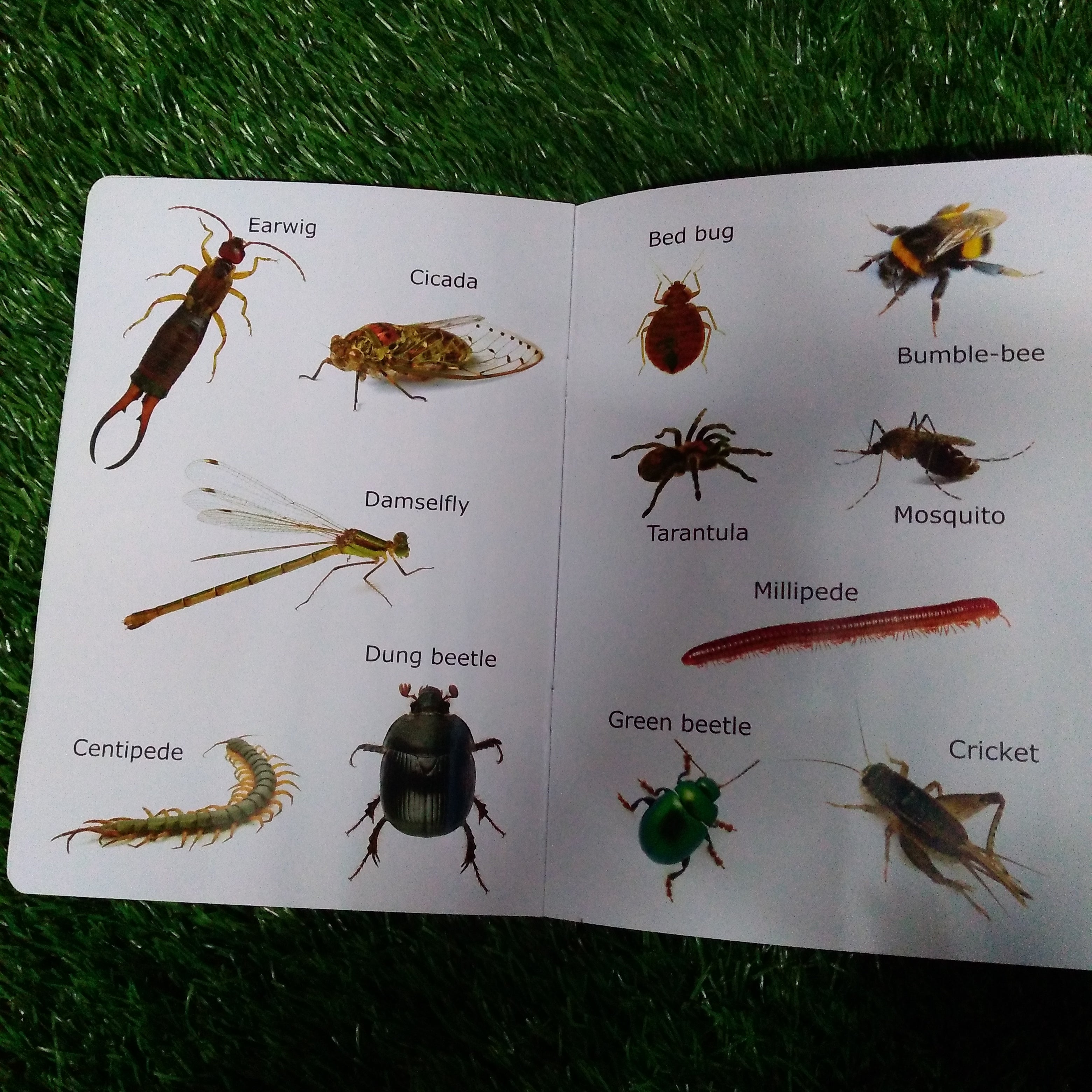 My First Book of Insects