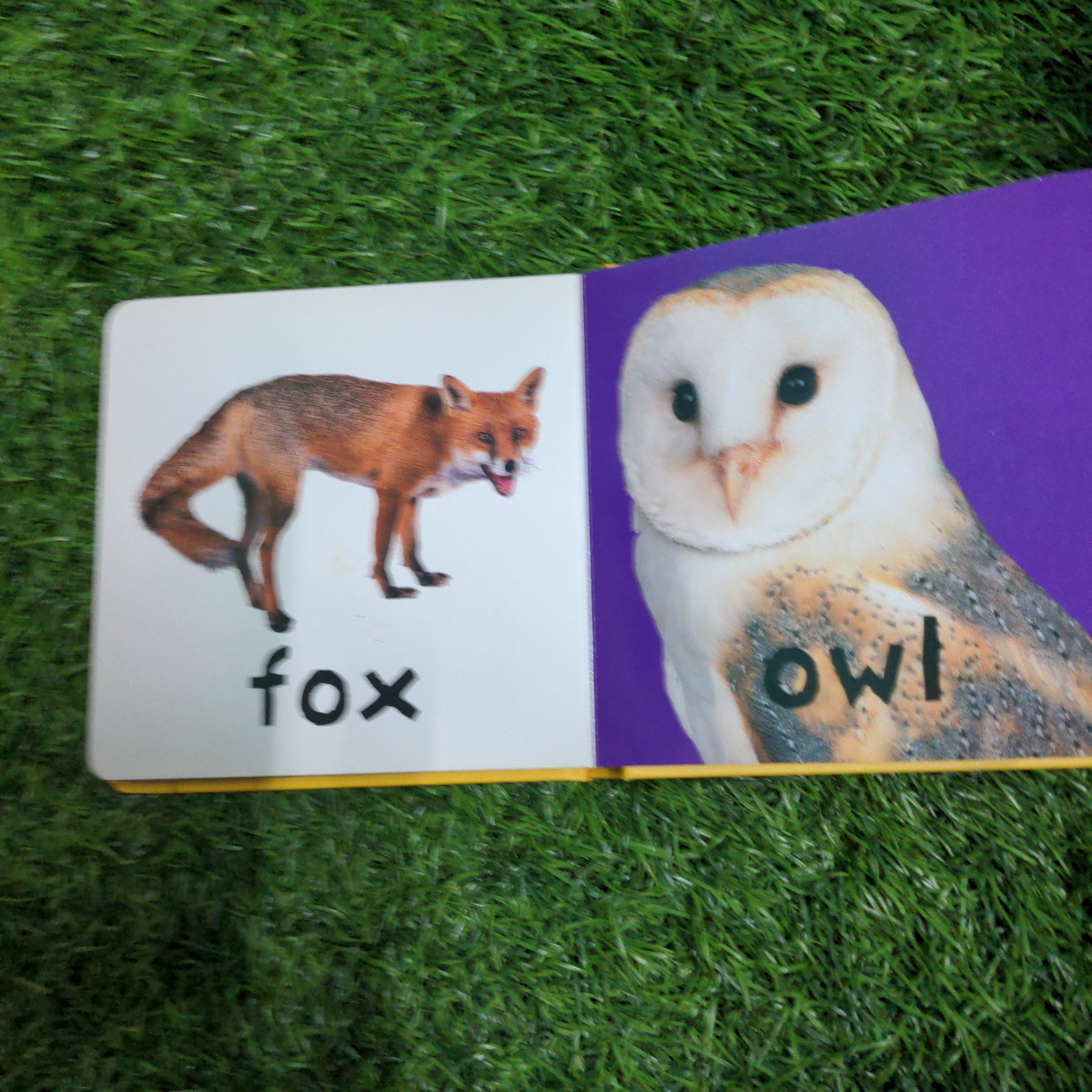 Bright Baby Animals We Are Turners