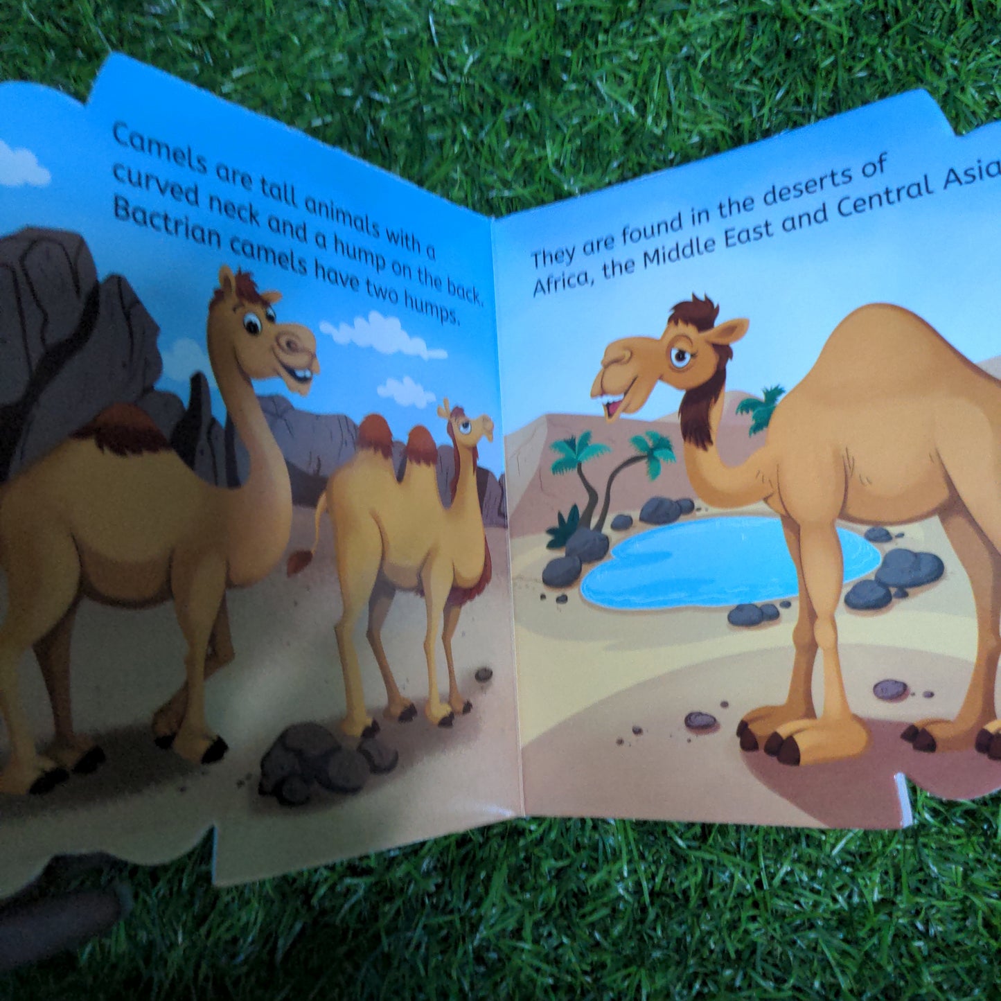 Camel - Shaped Board Book